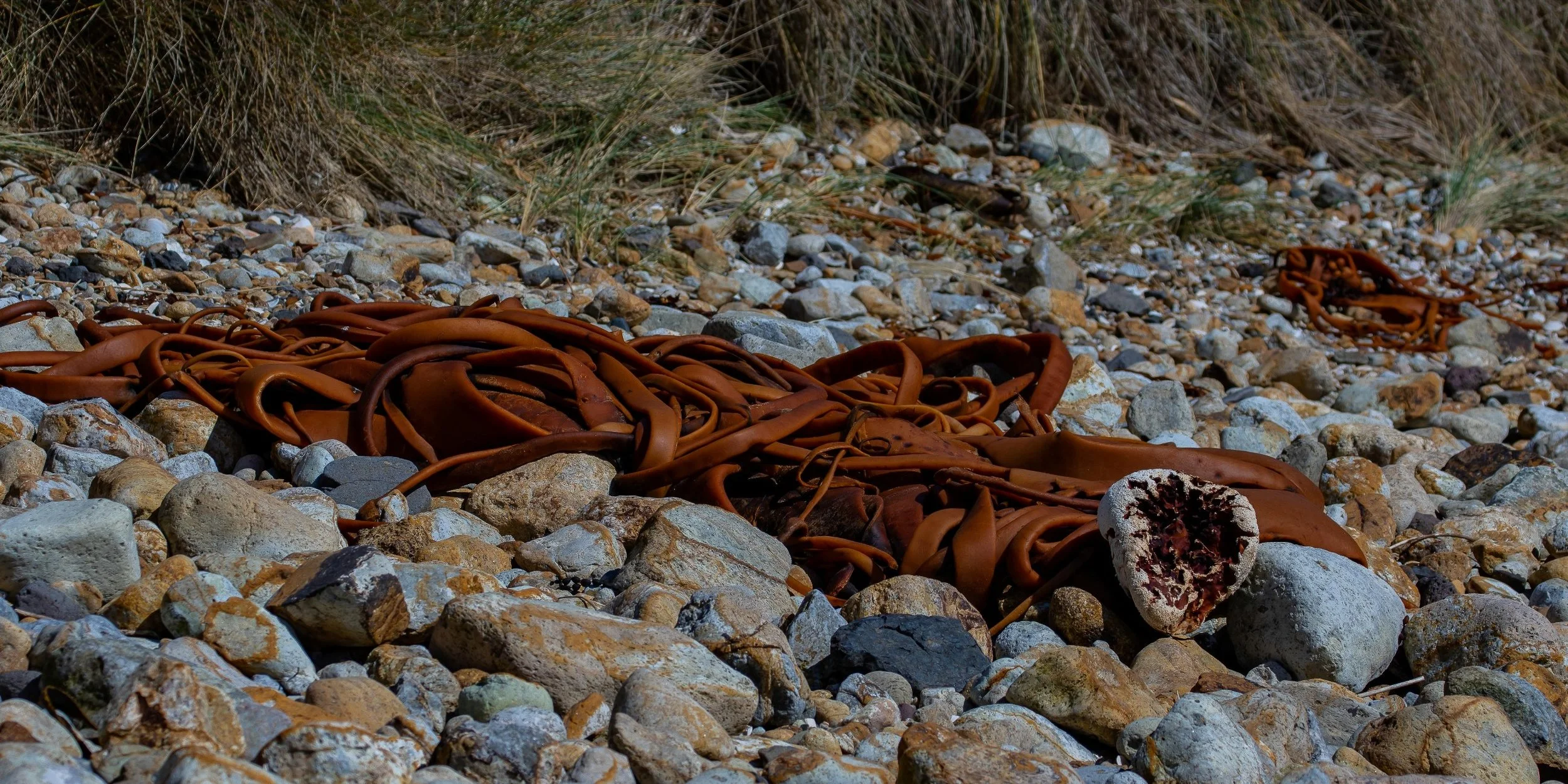 Aramoana,Spit Beach,-895.JPG