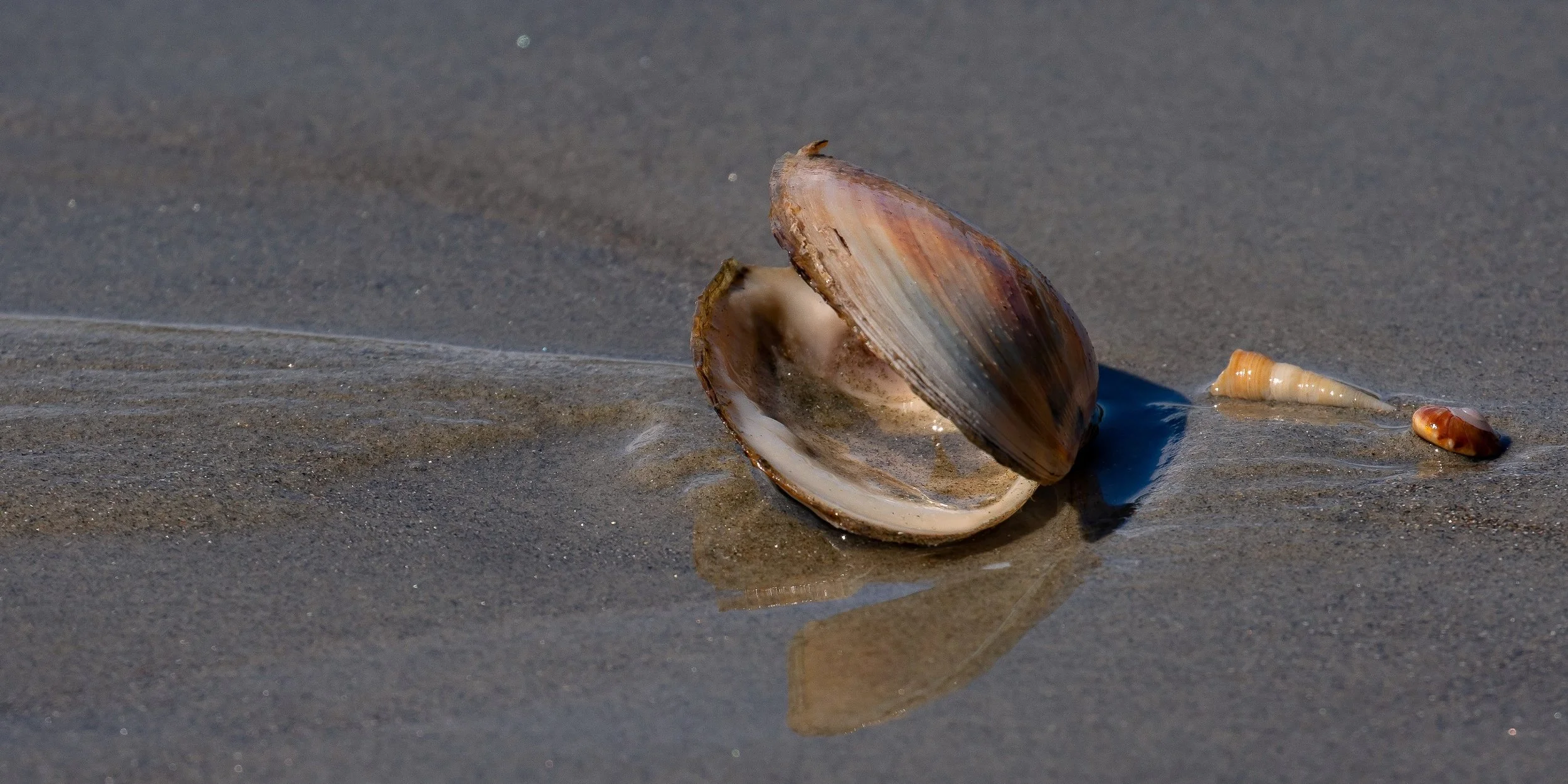 Aramoana,Spit Beach,-903.JPG