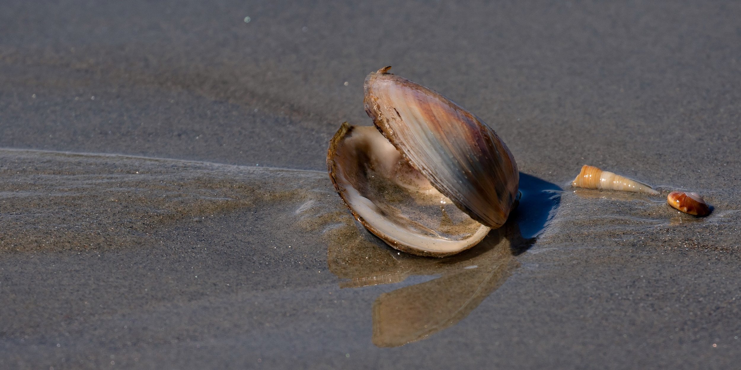 Aramoana,Spit Beach,-903.JPG