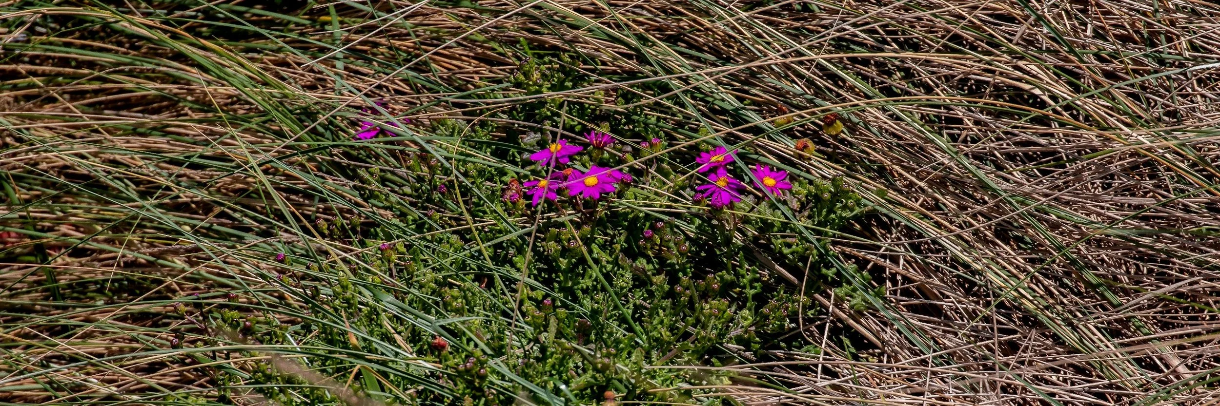 Aramoana,Spit Beach,-924.JPG