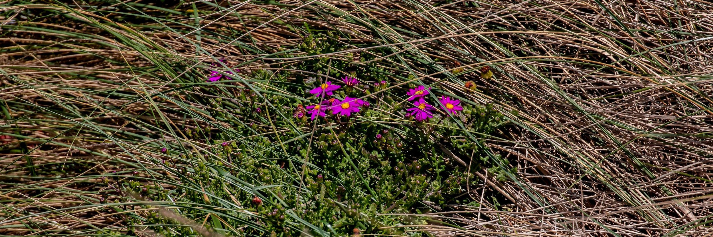 Aramoana,Spit Beach,-924.JPG