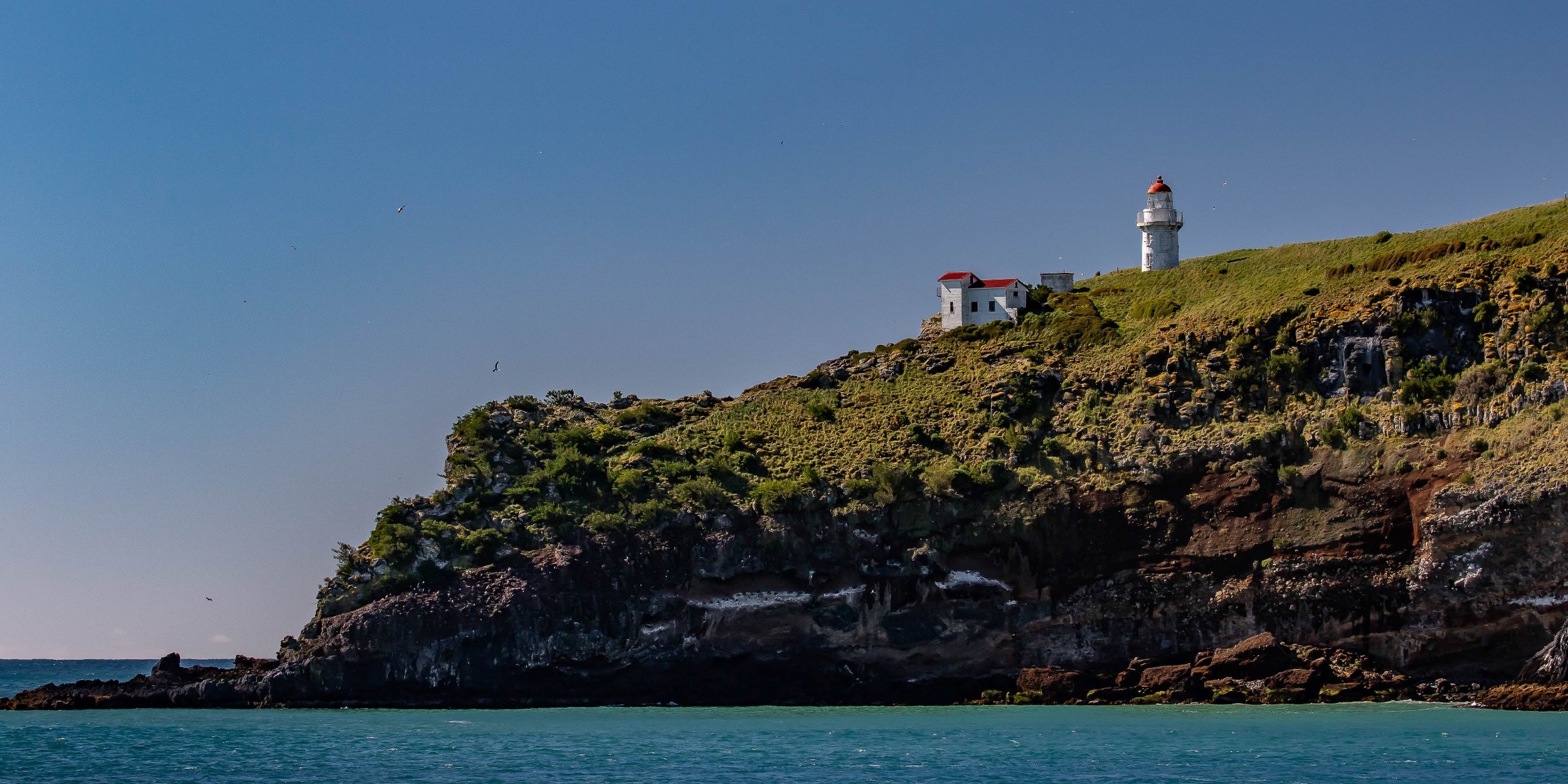 Aramoana,Taiaroa Head,-675.JPG