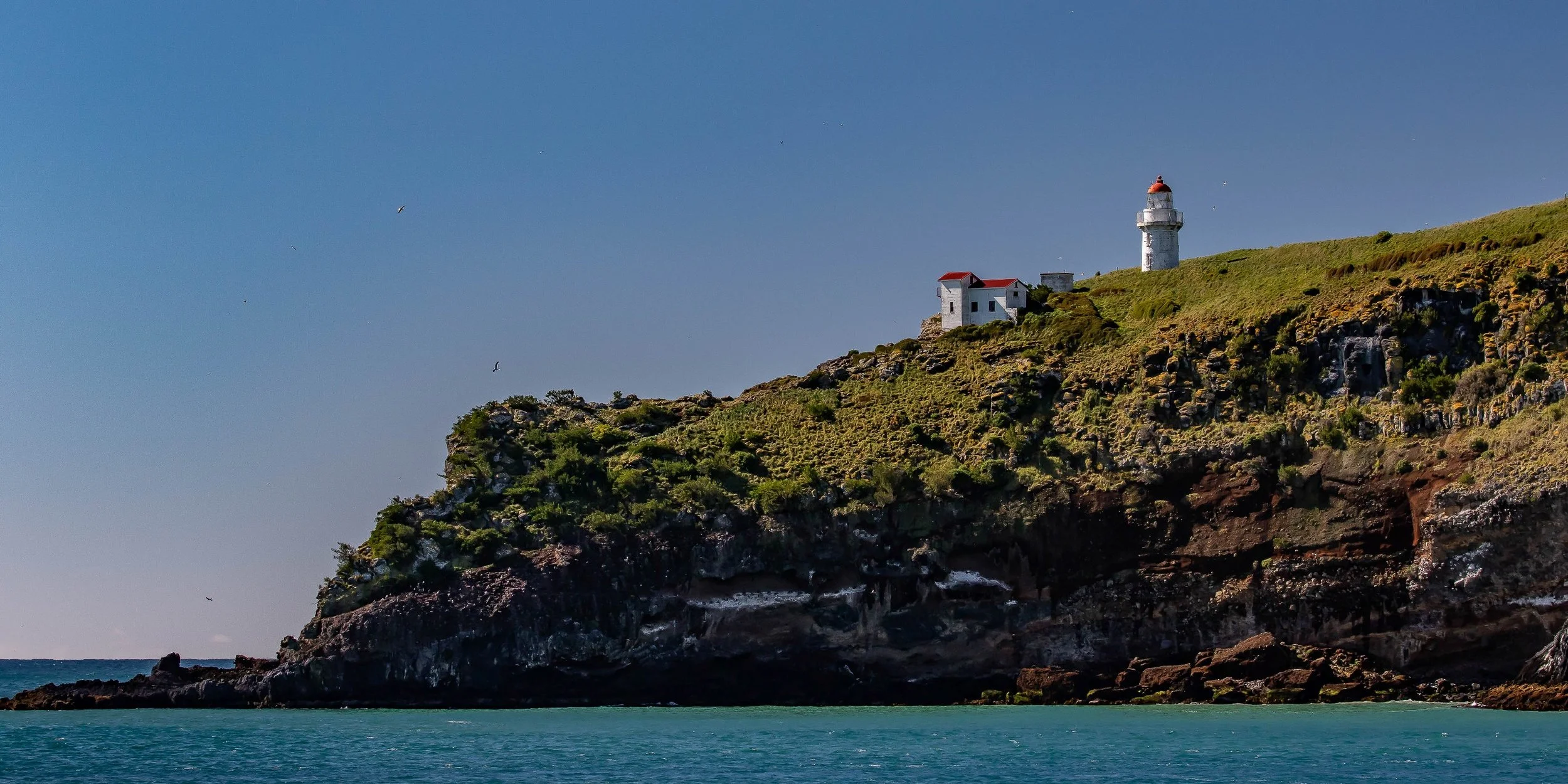 Aramoana,Taiaroa Head,-675.JPG
