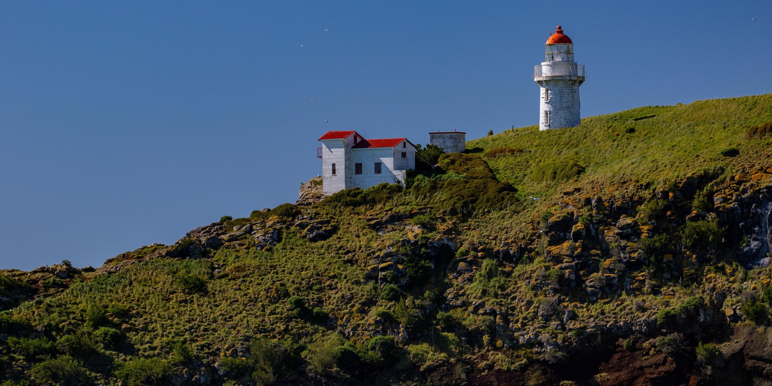 Aramoana,Taiaroa Head,-679.JPG