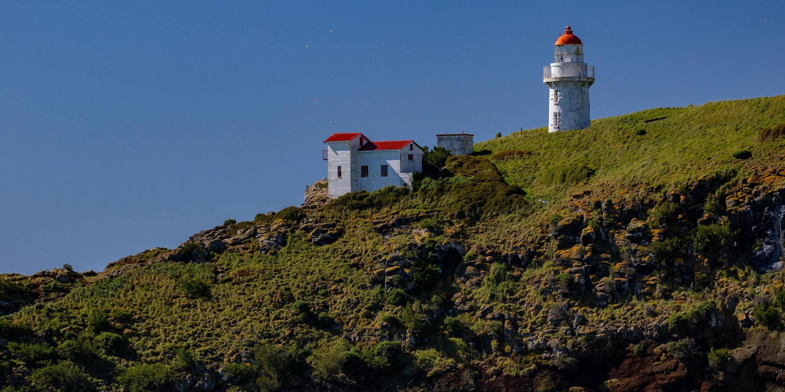 Aramoana,Taiaroa Head,-679.JPG