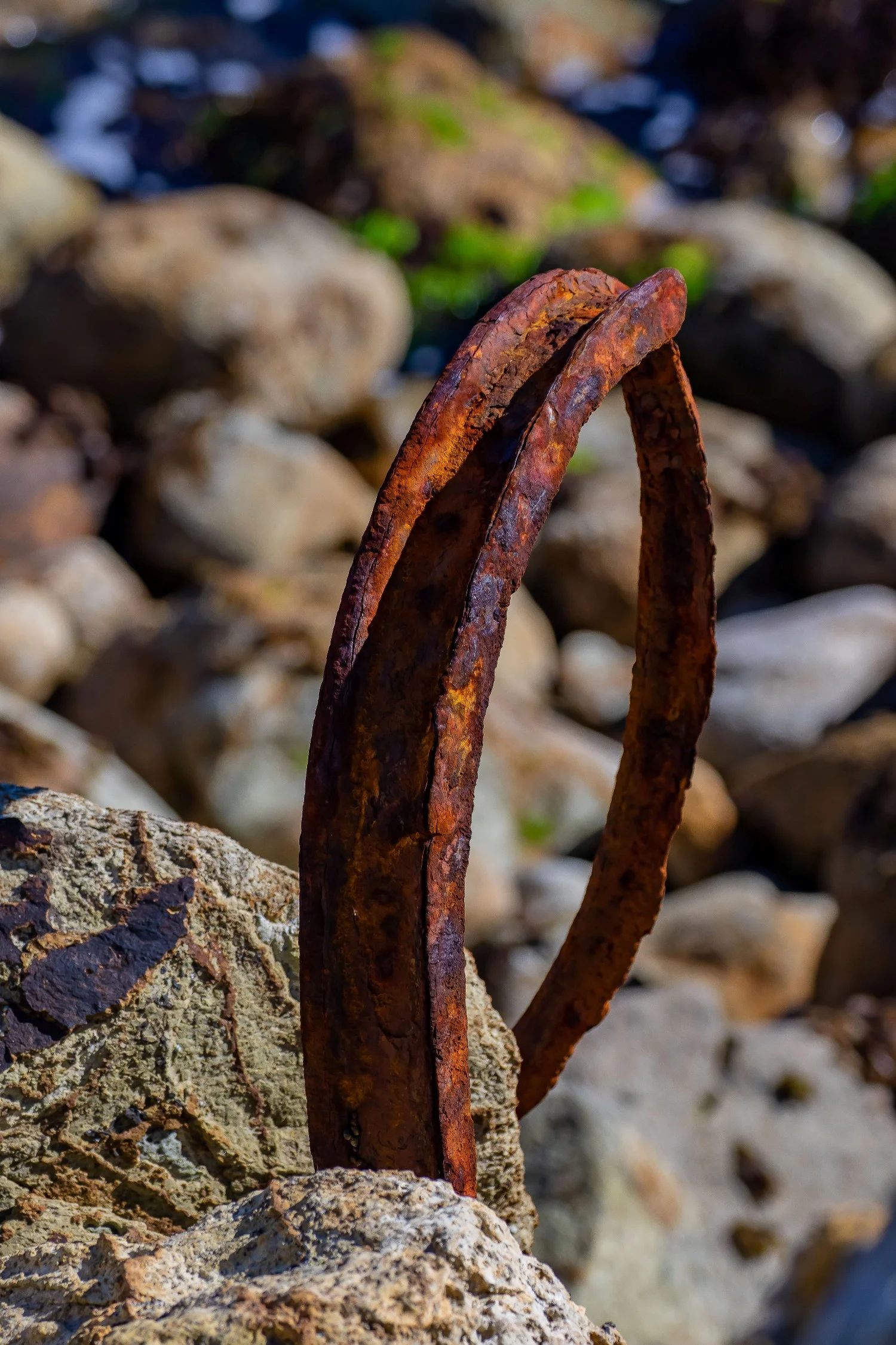 Aramoana,The Mole,-697.JPG