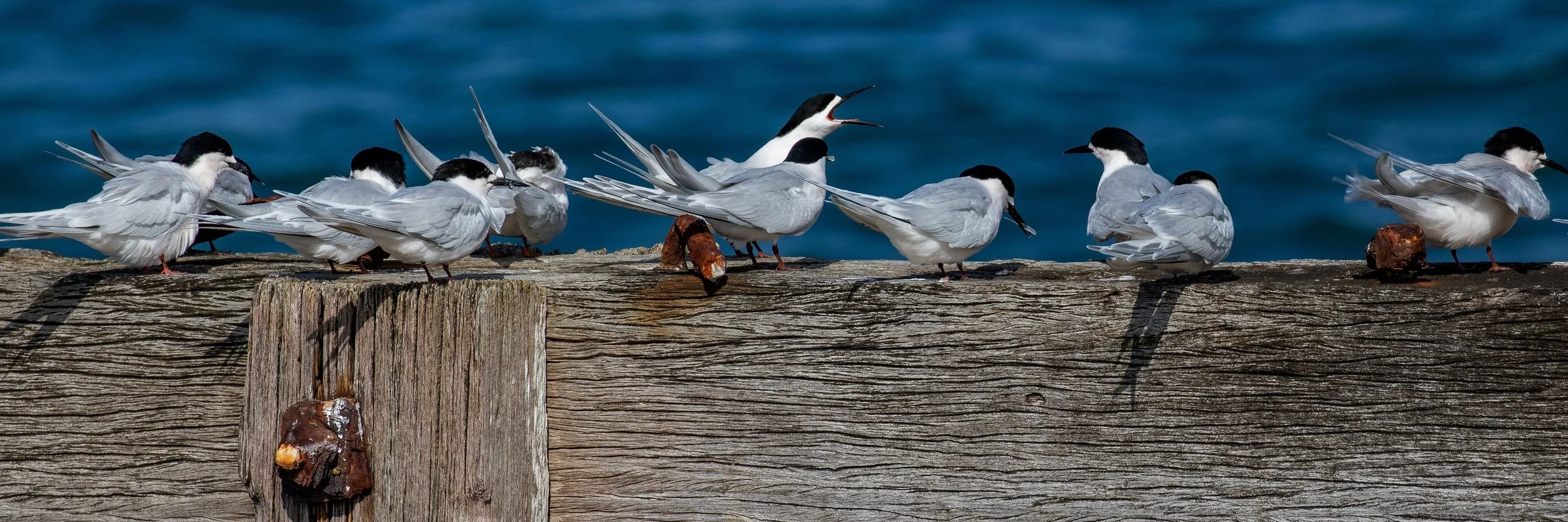 Aramoana,The Mole,-856.JPG
