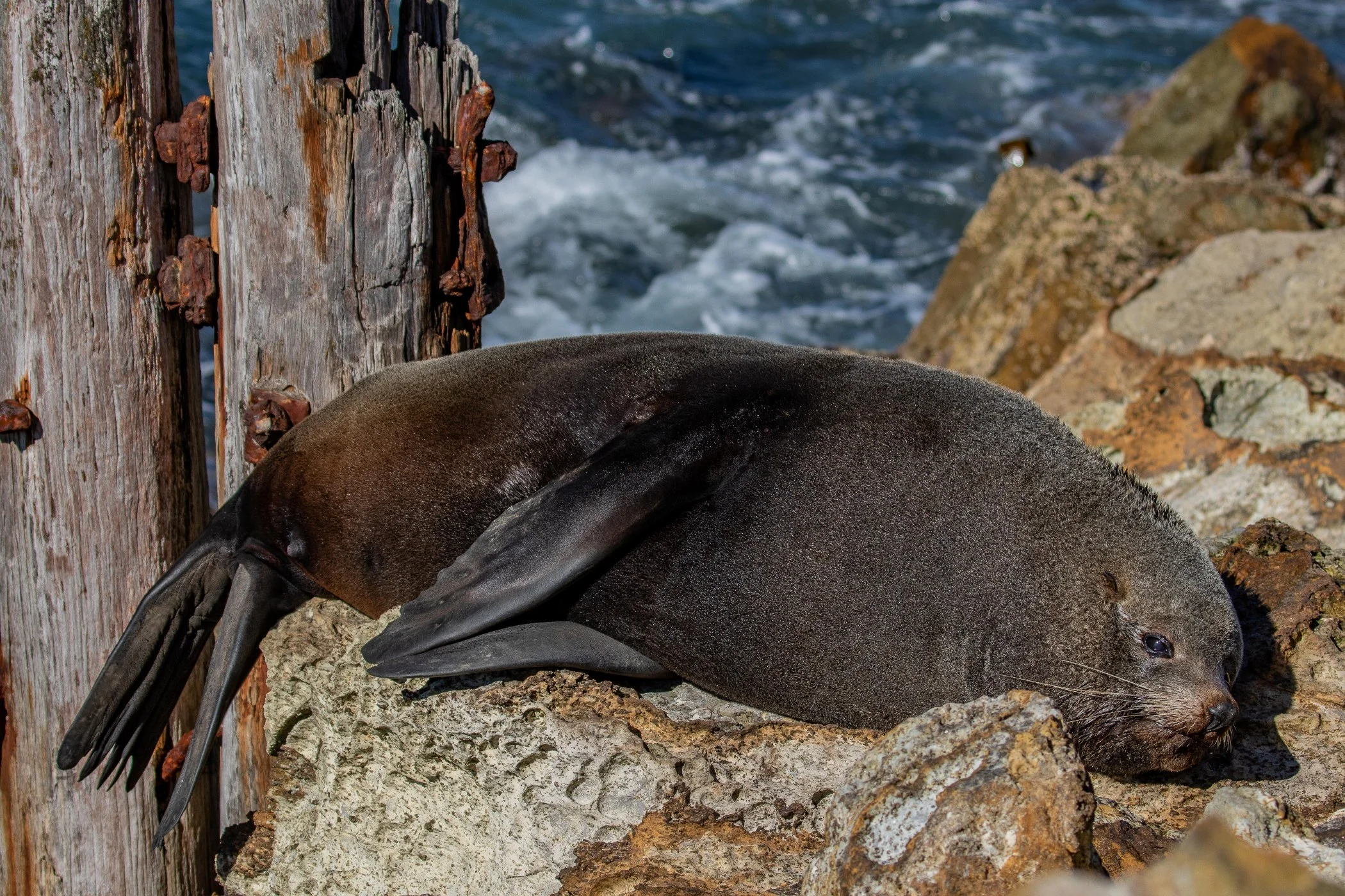 Aramoana,The Mole,Fur Seal,-705.JPG