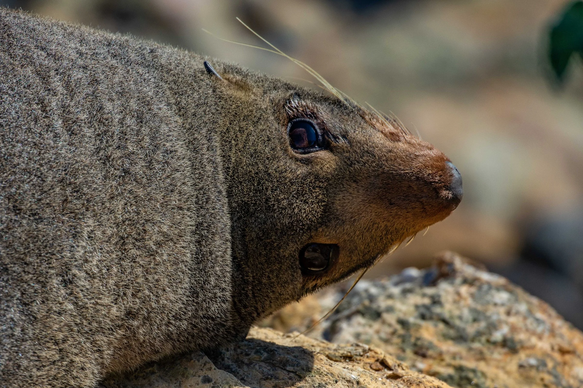Aramoana,The Mole,Fur Seal,-740.JPG