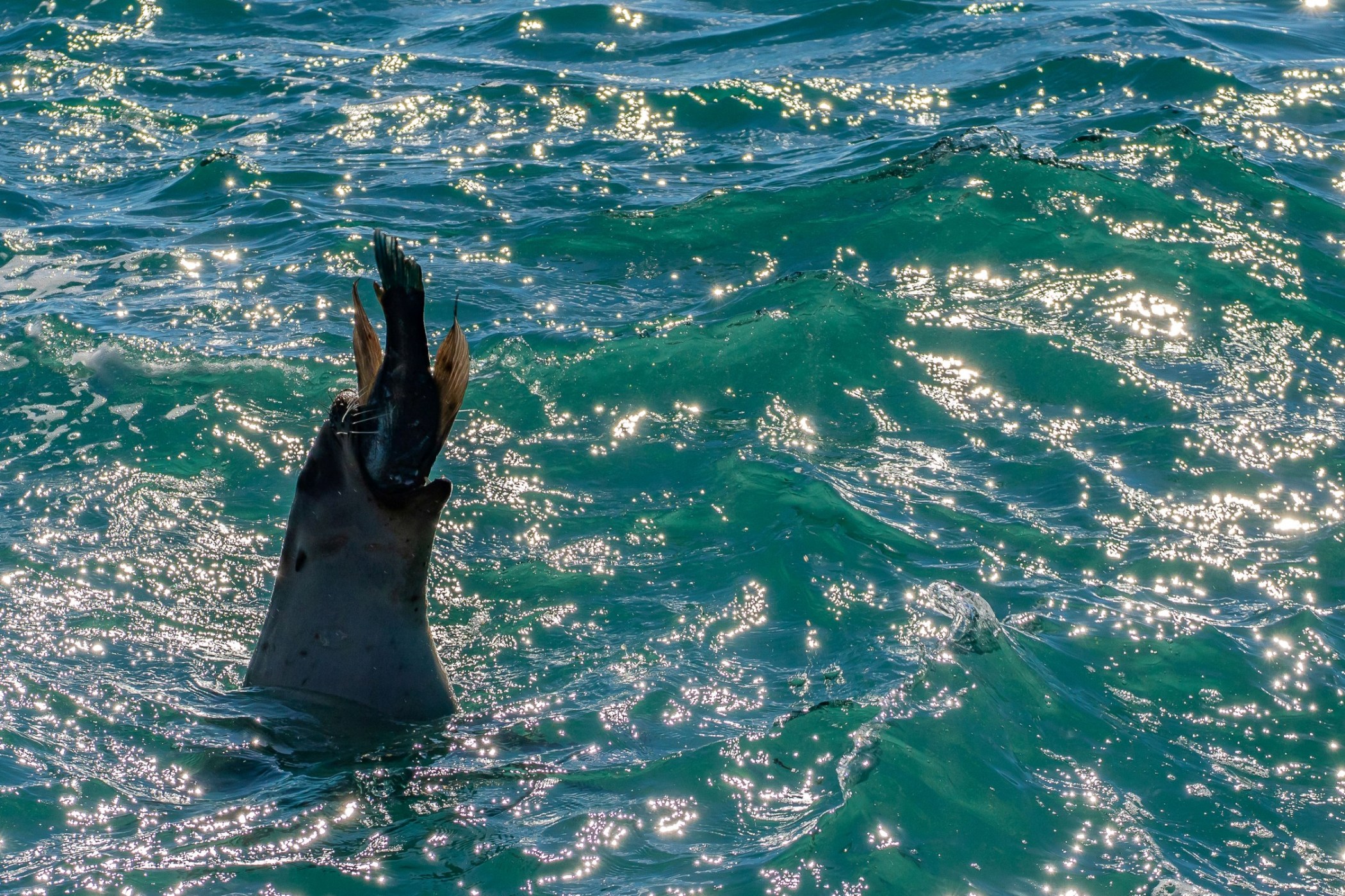 Aramoana,The Mole,Leopard Seal,-809.JPG
