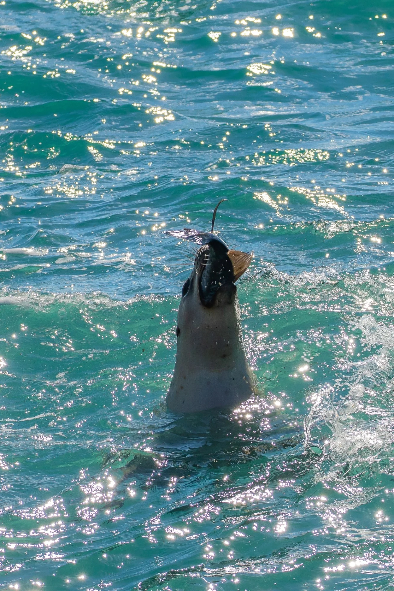 Aramoana,The Mole,Leopard Seal,-811.JPG
