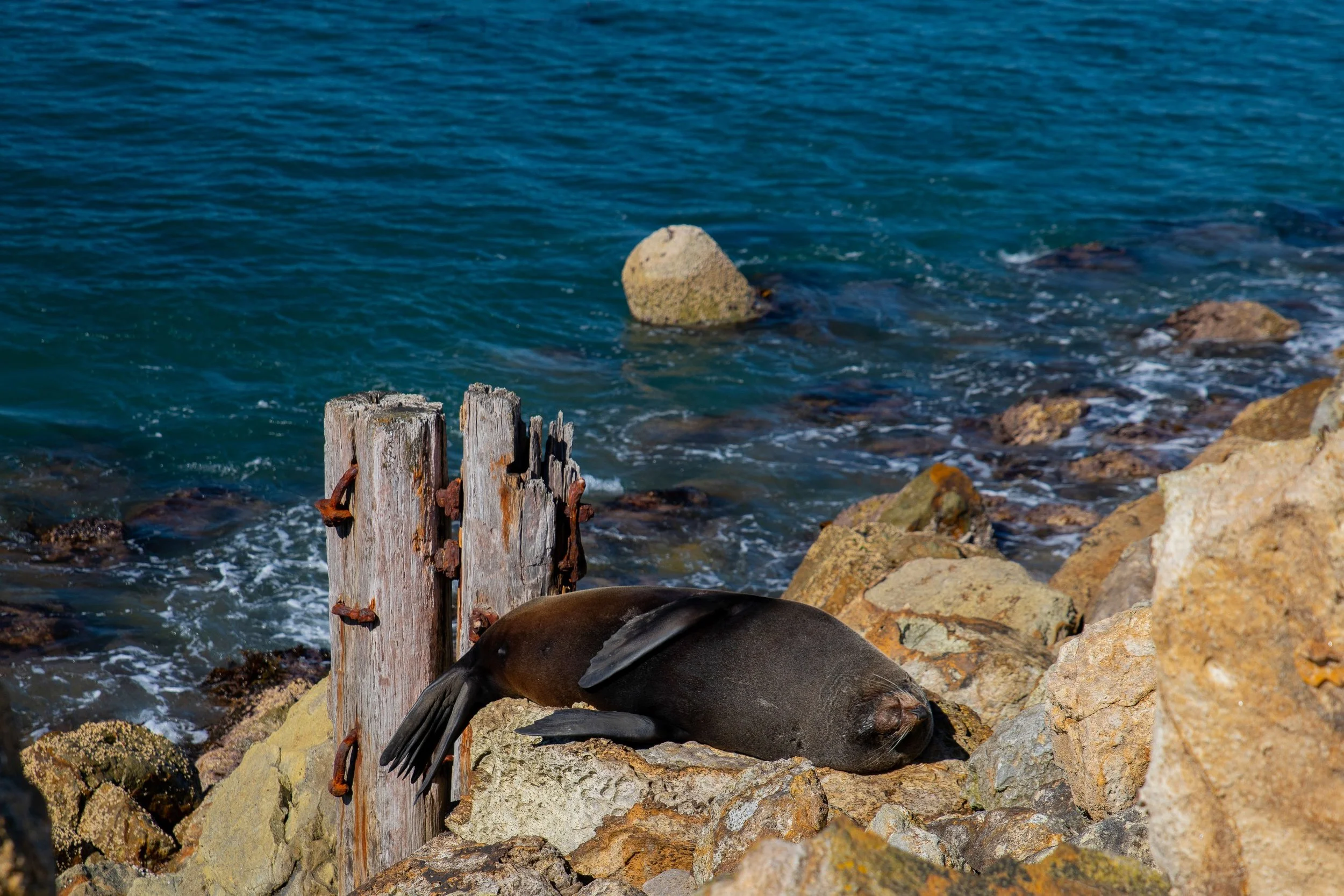 Aramoana,The Mole,Seal,-118.JPG