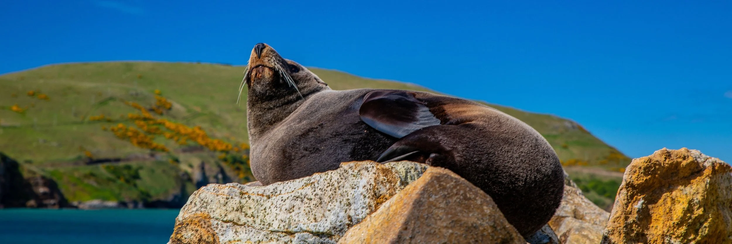 Aramoana,The Mole,Seal,-141.JPG