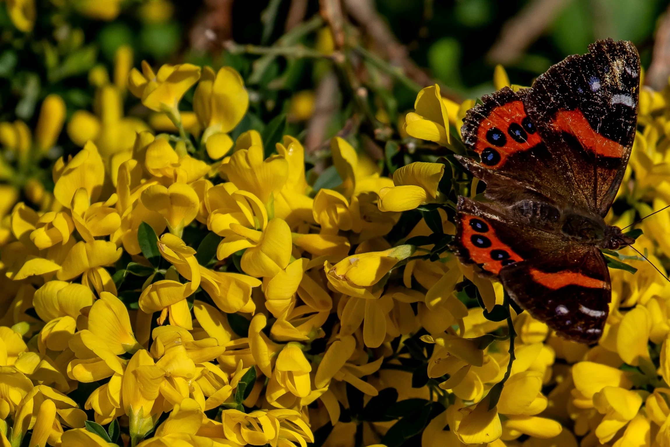 Billy Brown's,Butterfly,-553.JPG