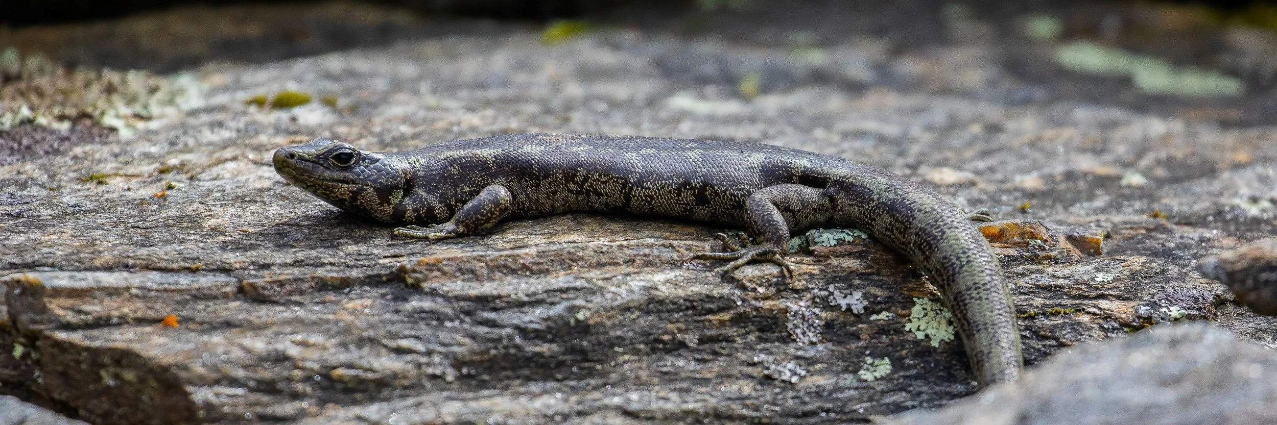 Orokonui Sanctuary,Gecko,-1608.JPG