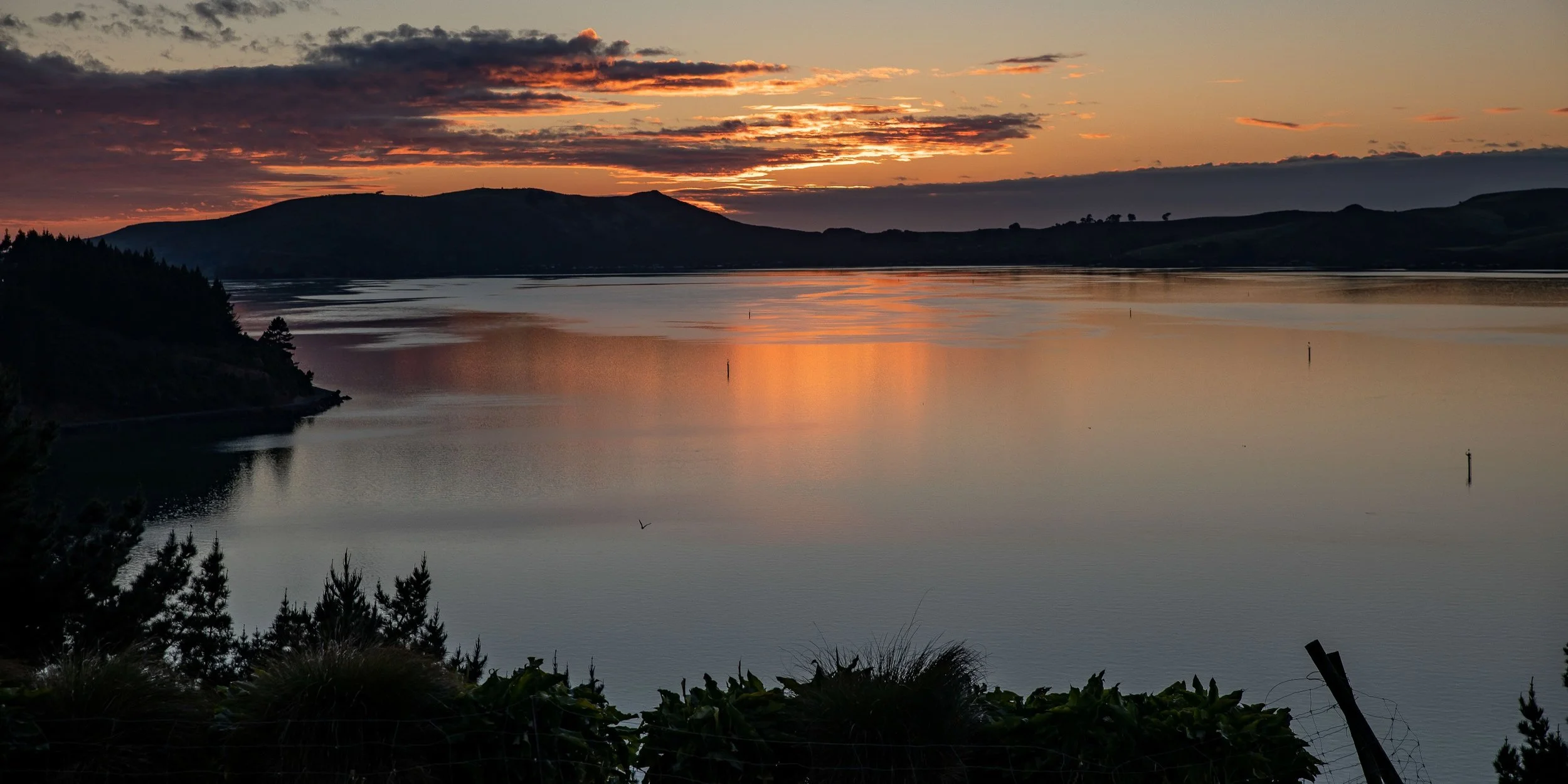 Otago Harbour,-505.JPG