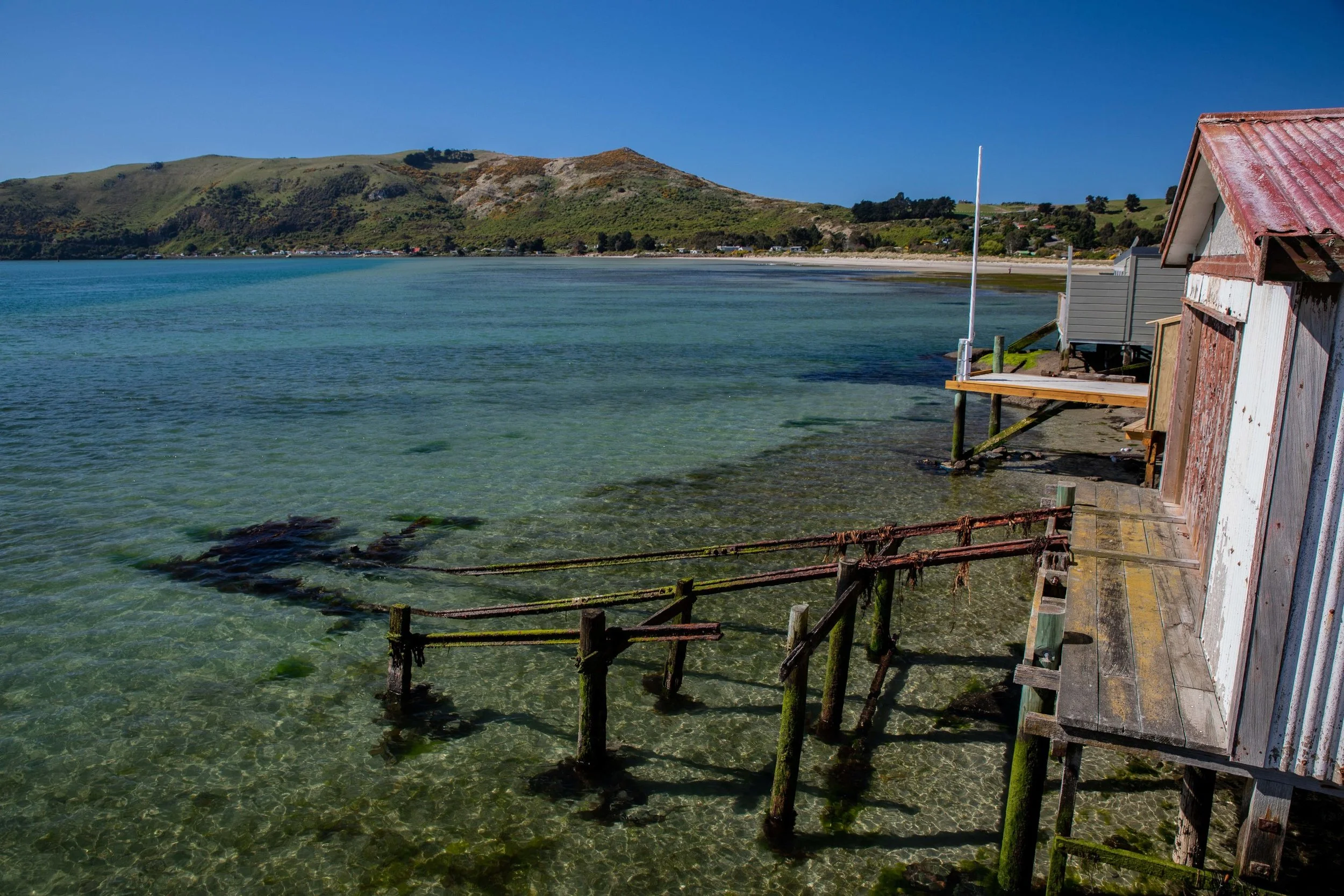 Otago Harbour,-593.JPG