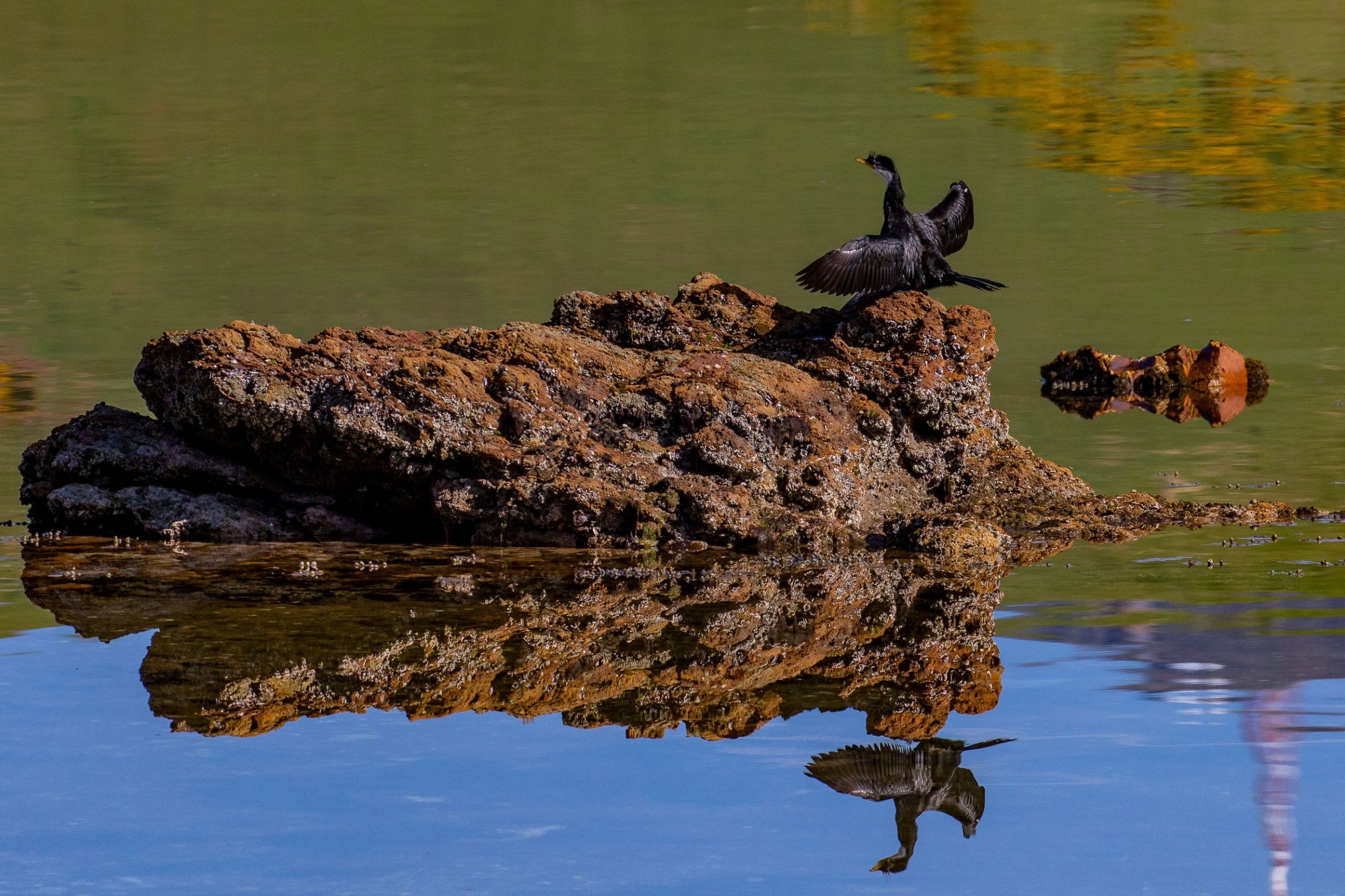 Otago Peninsula,-1674.JPG