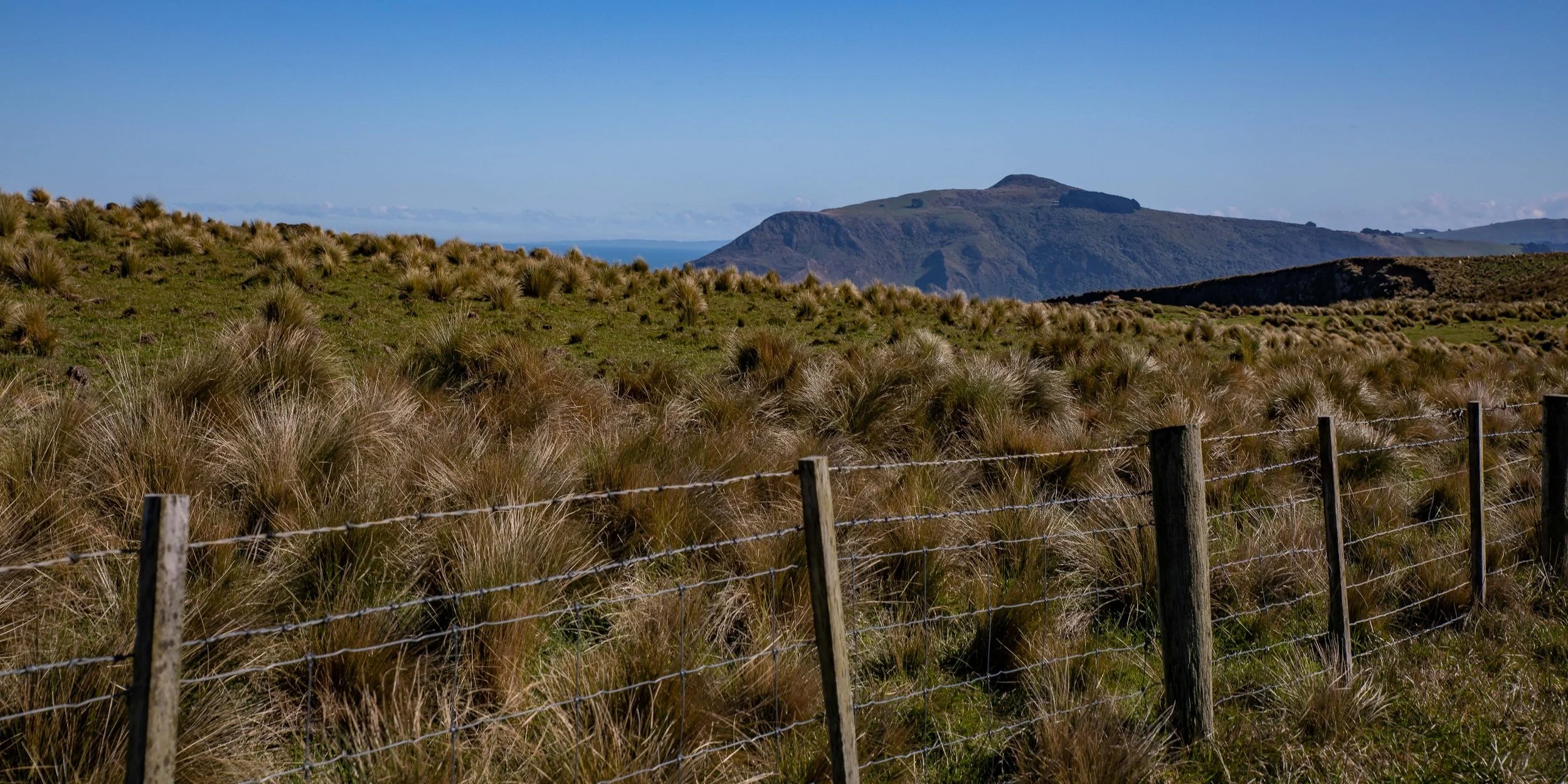 Otago Peninsula,Cape Saunders,-594.JPG