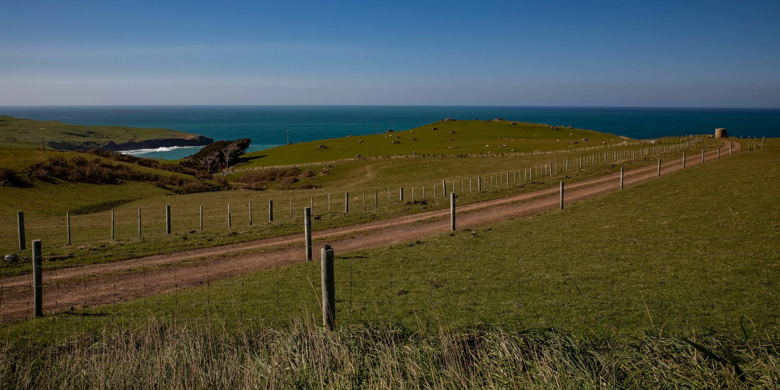 Otago Peninsula,Cape Saunders,-595.JPG
