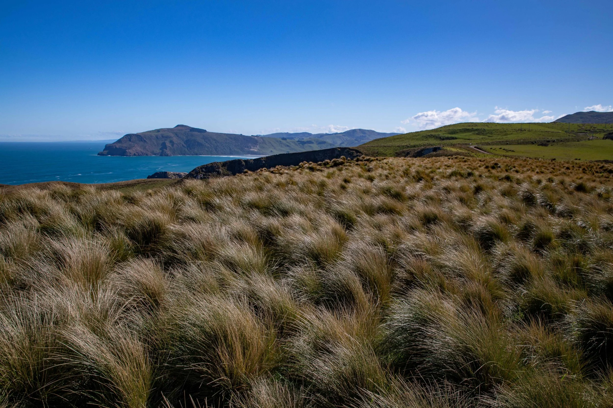 Otago Peninsula,Cape Saunders,Matakitaki Pt,-603.JPG