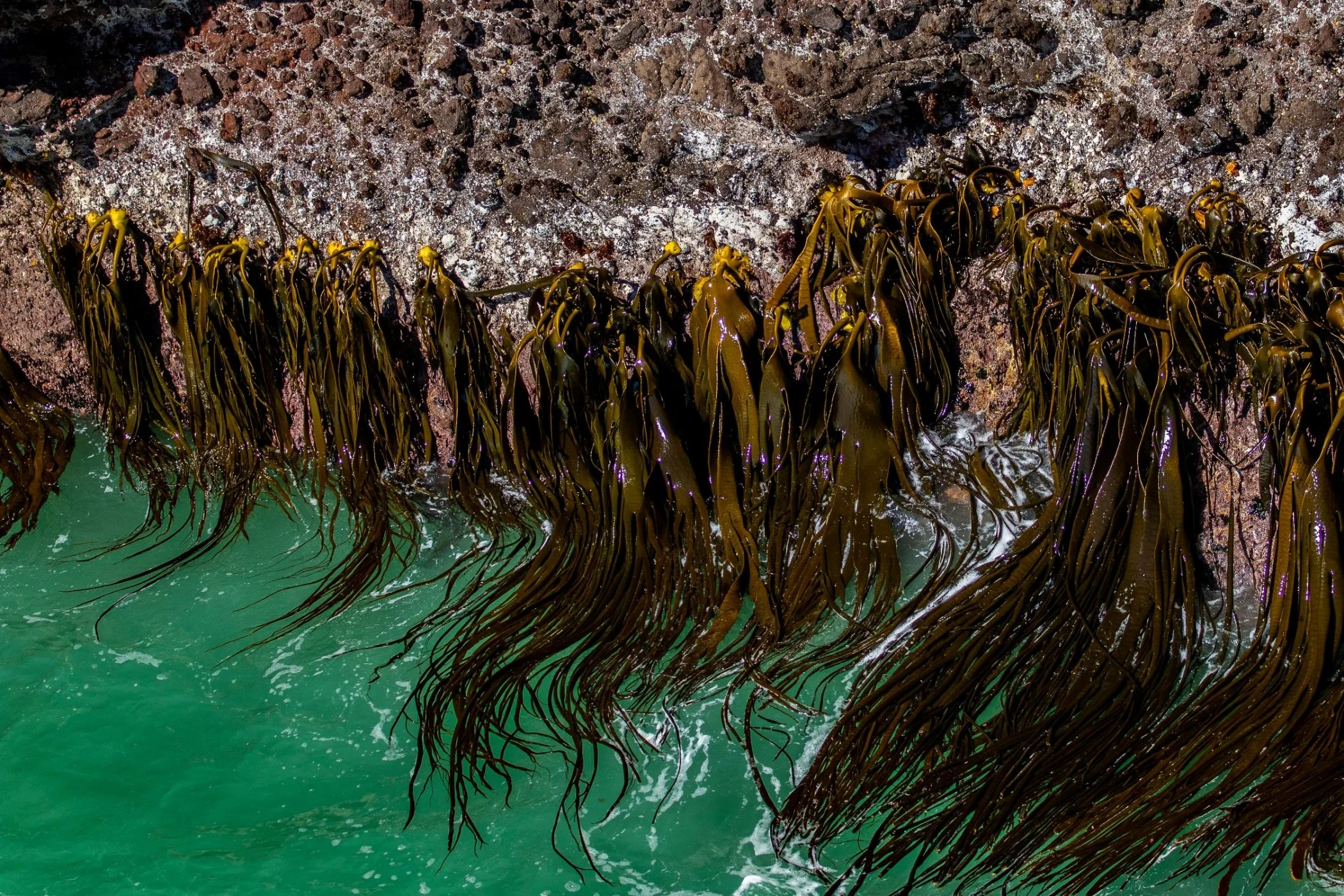 Otago Peninsula,Coastline,-1853.JPG