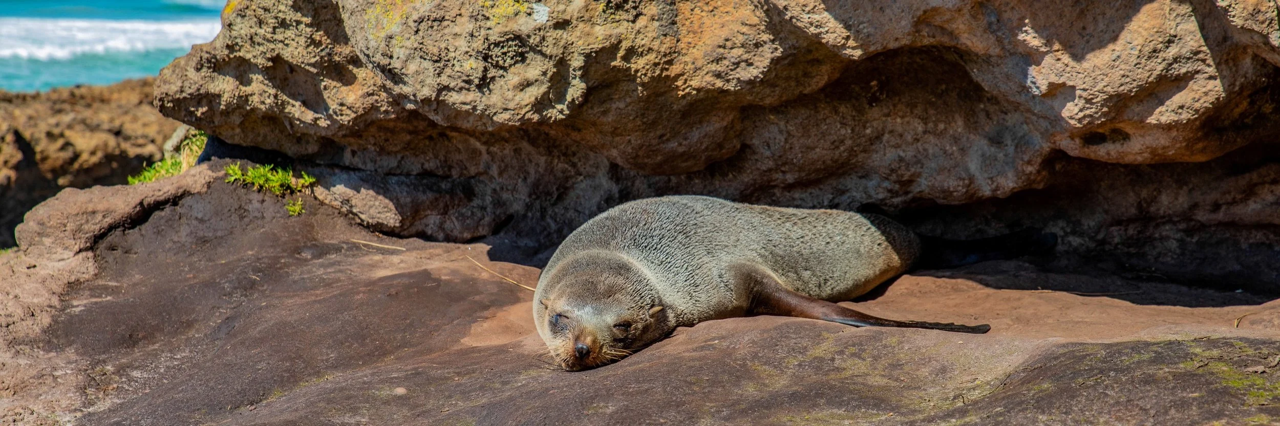 Otago Peninsula,Penguin Beach,-577.JPG