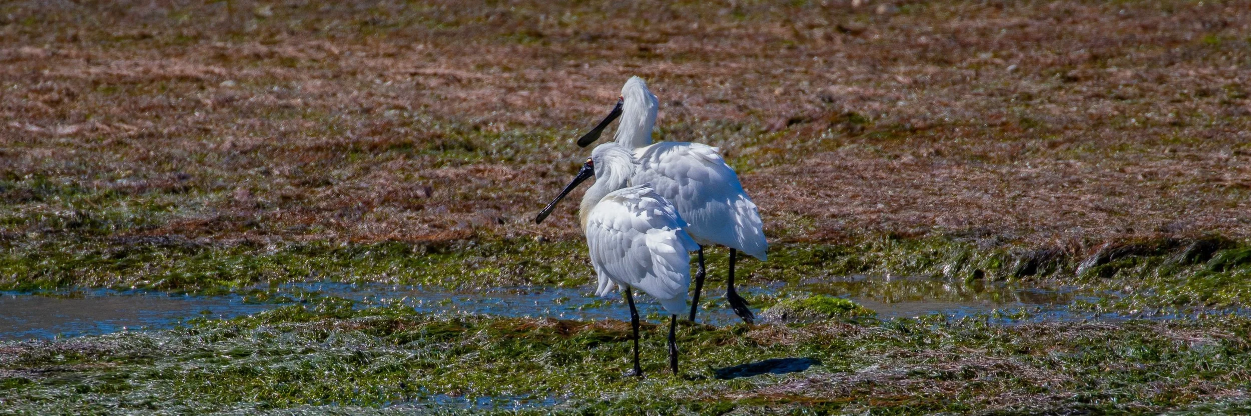 Otago Peninsula,Royal Spoonbills,-1930.JPG