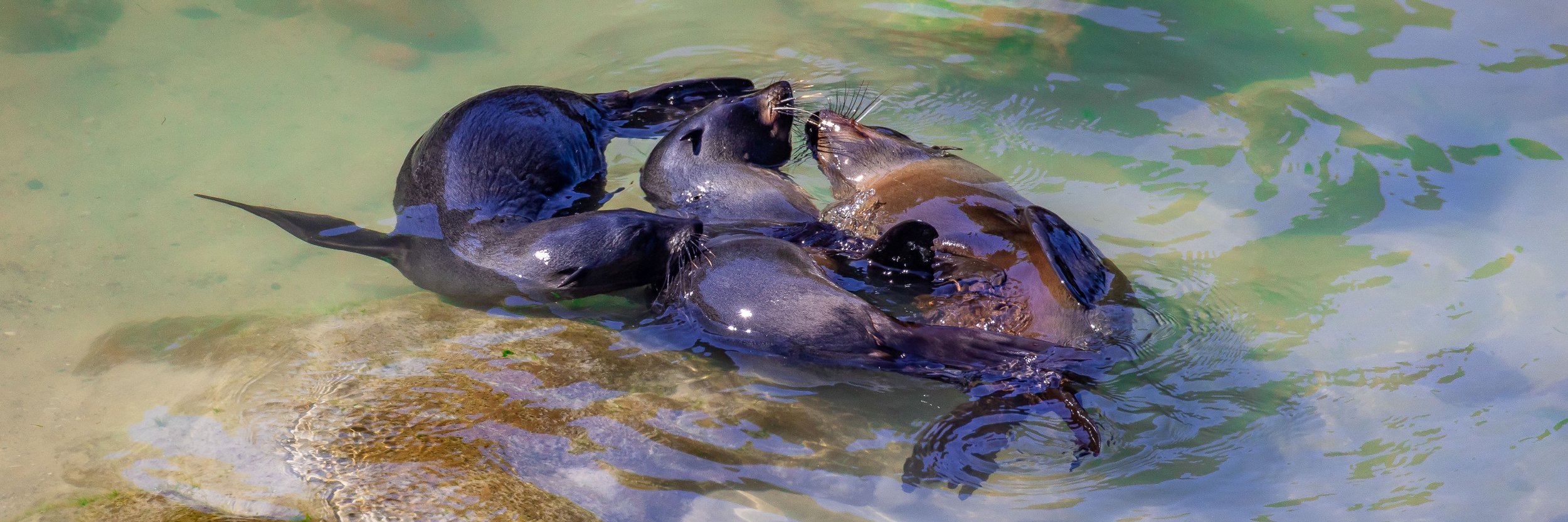 Otago Peninsula,Seals,-1745.JPG