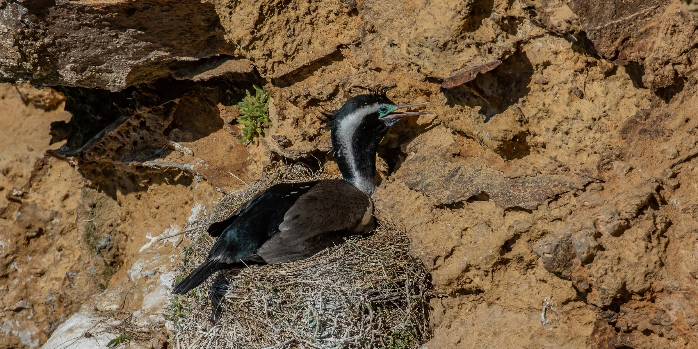 Otago Peninsula,Spotted Shag,Parekareka,-1699.JPG