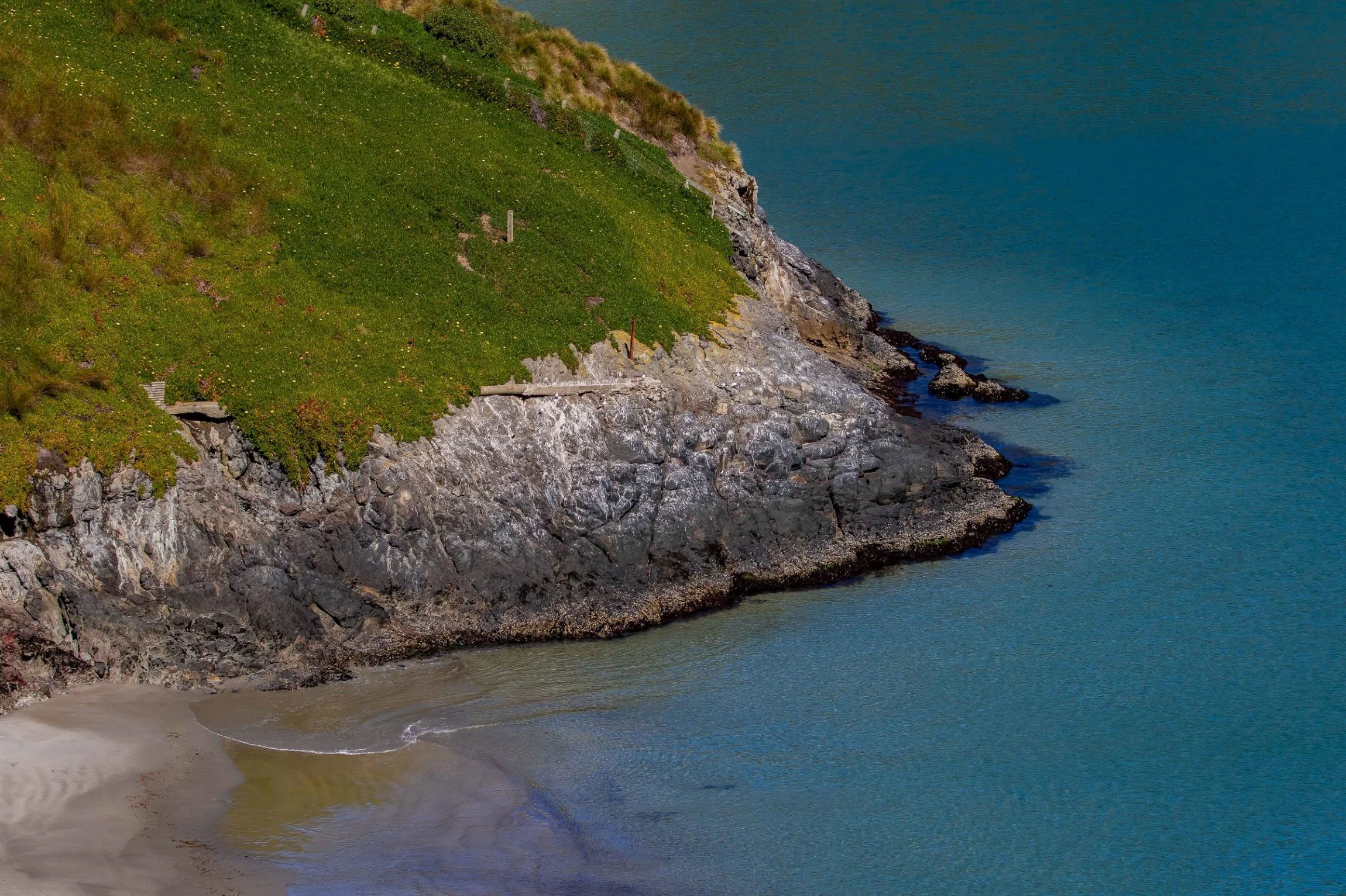 Otago Peninsula,Taiaroa Head,-1891.JPG