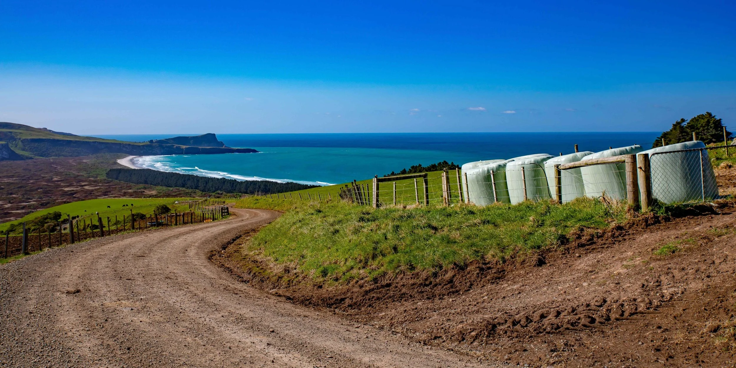 Otago Peninsula,Wickliffe Bay,-608.JPG