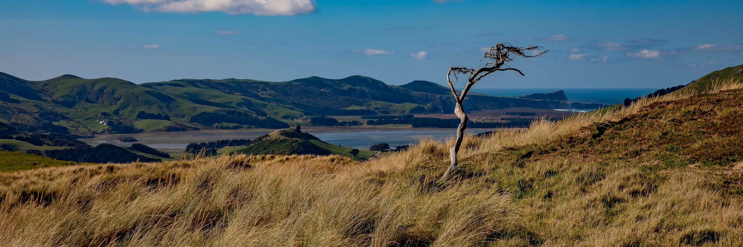 Otago Peninsula,Wickliffe Bay,-620.JPG