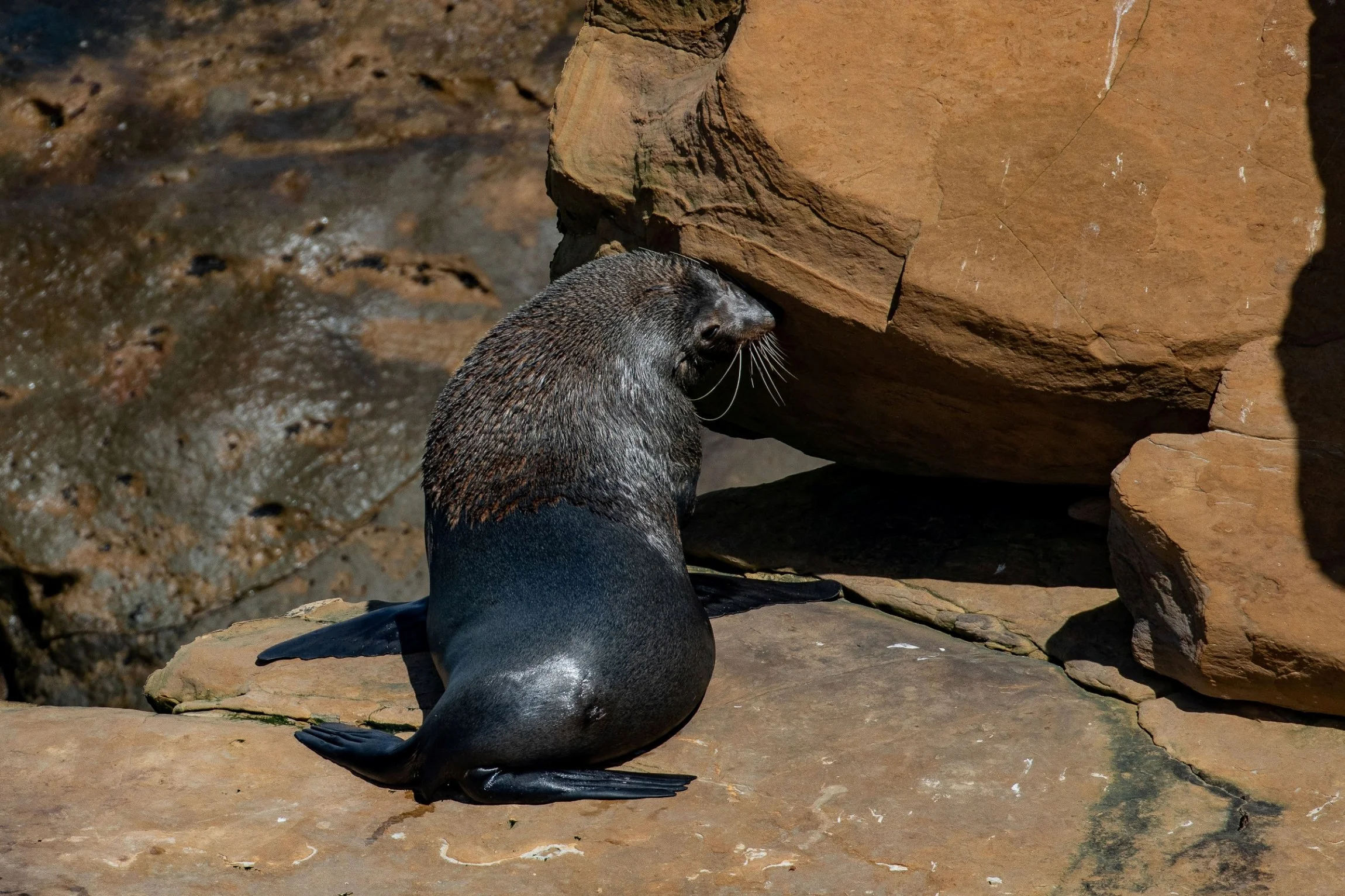 Shag Point,Matakaea Reserve,-1142.JPG