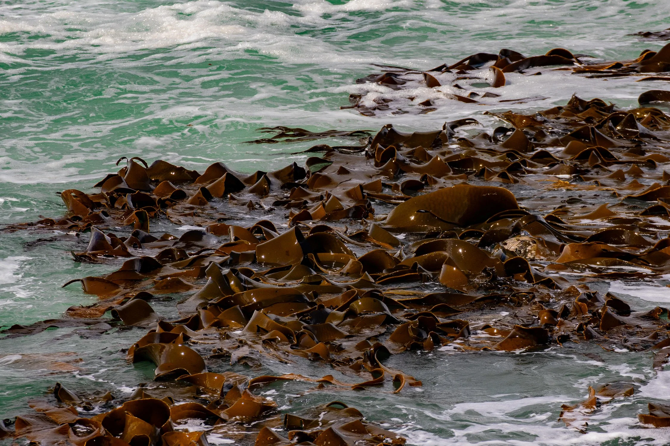 Shag Point,Matakaea Reserve,-1156.JPG
