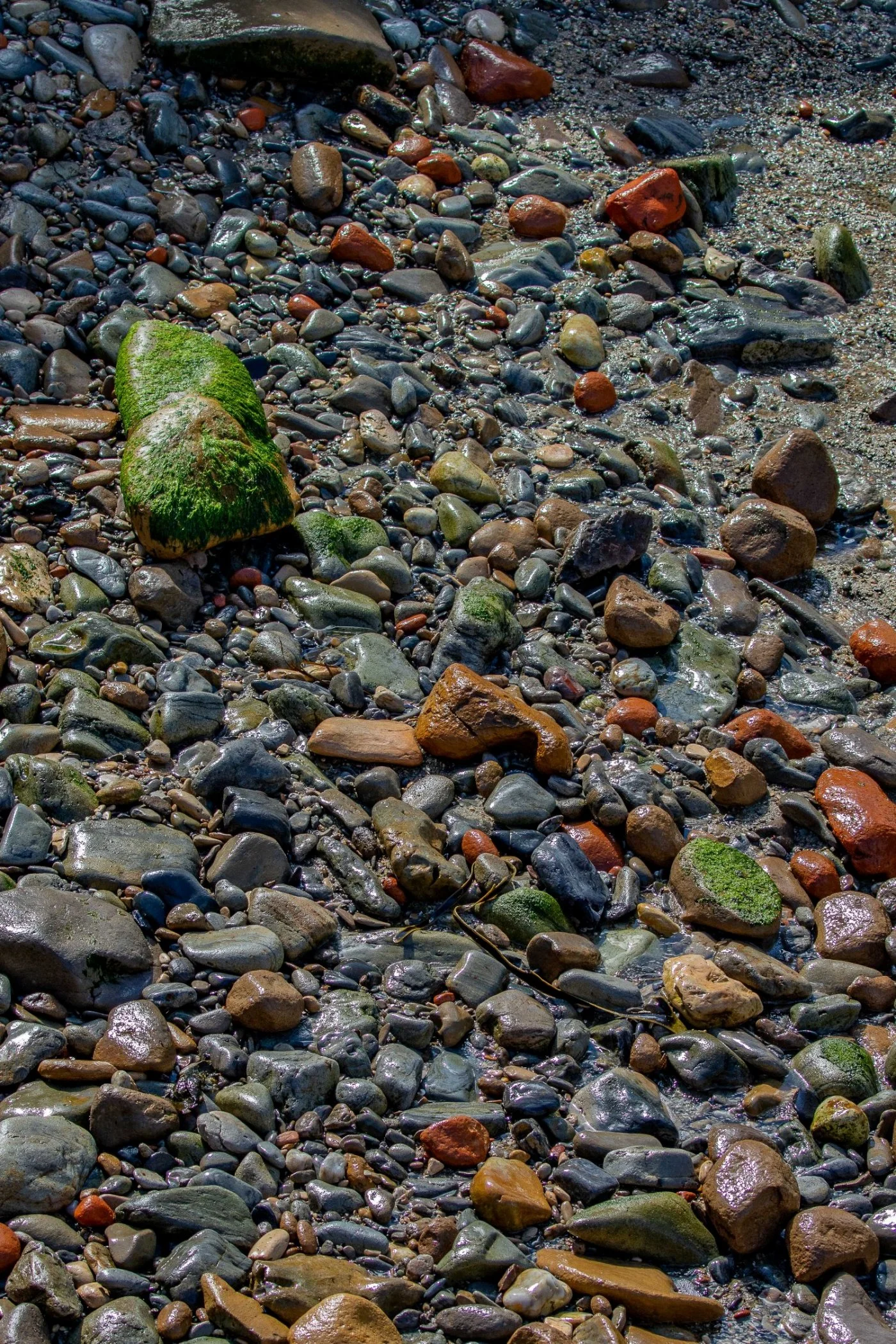 Shag Point,Matakaea Reserve,-1170.JPG