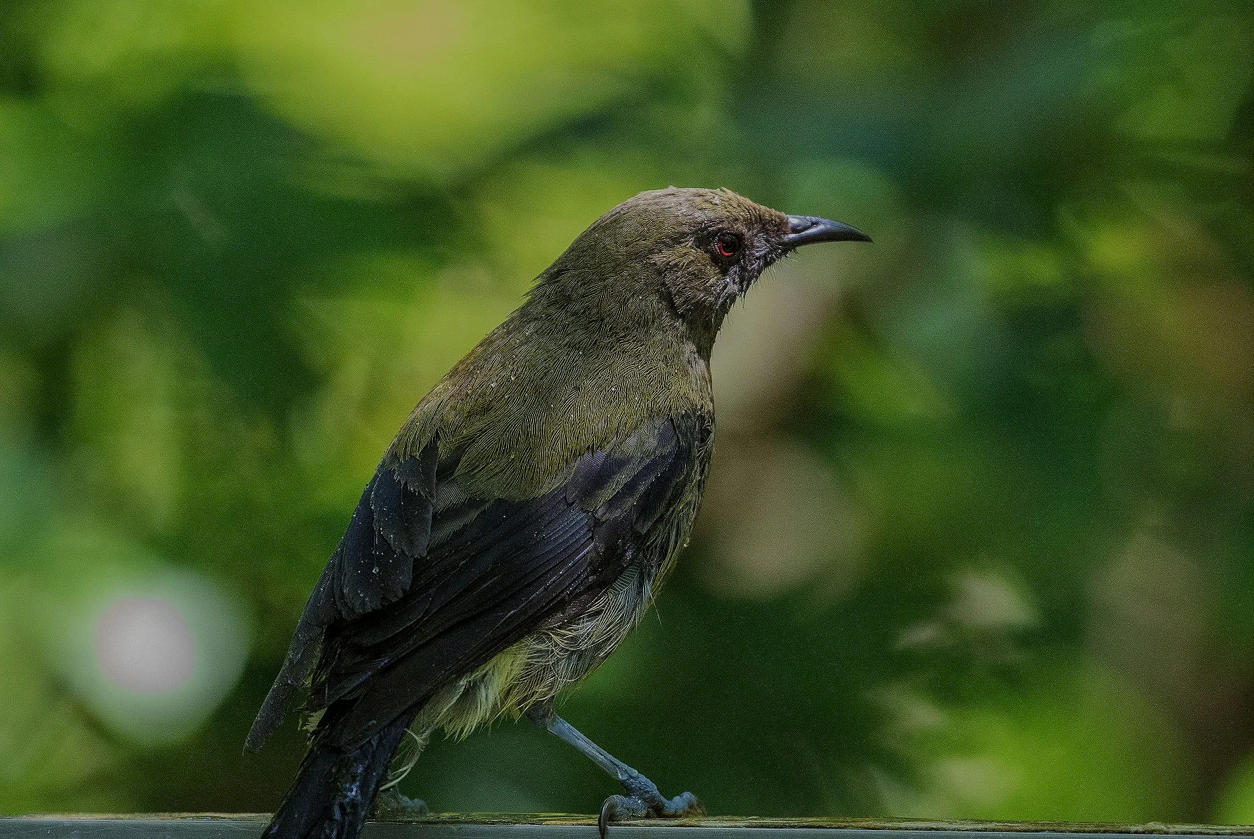 Bellbird,Makomako,-598d.jpg
