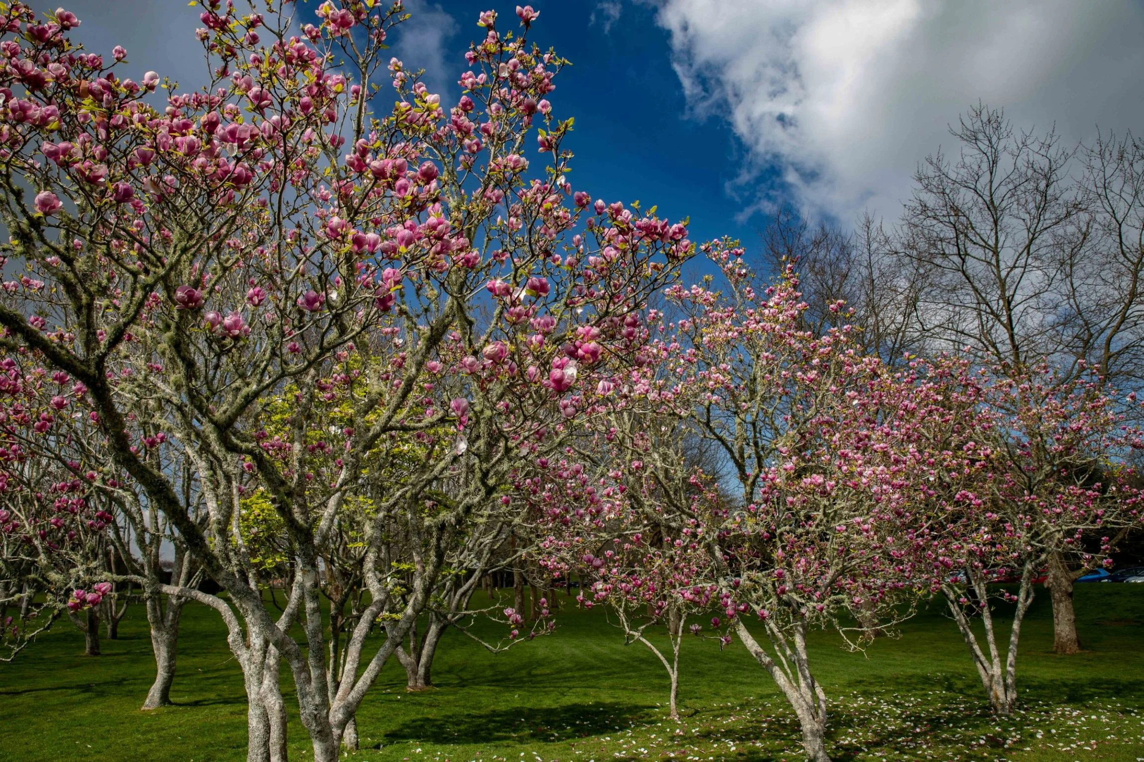 Cornwall Park,-148.JPG