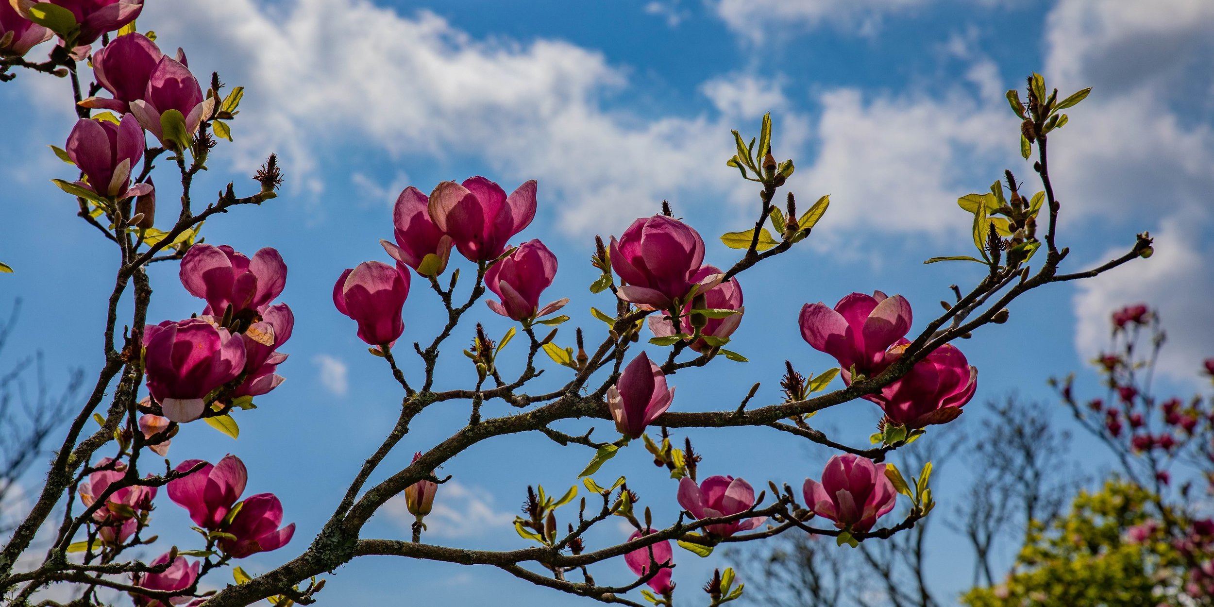 Cornwall Park,-149.JPG