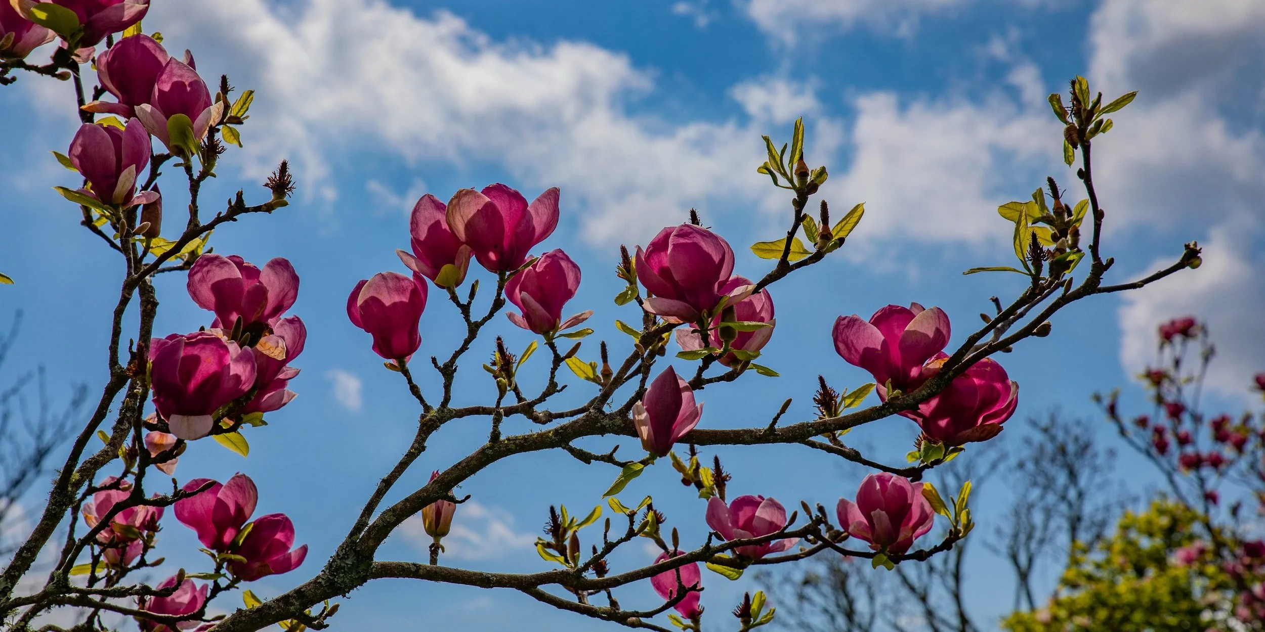 Cornwall Park,-149.JPG