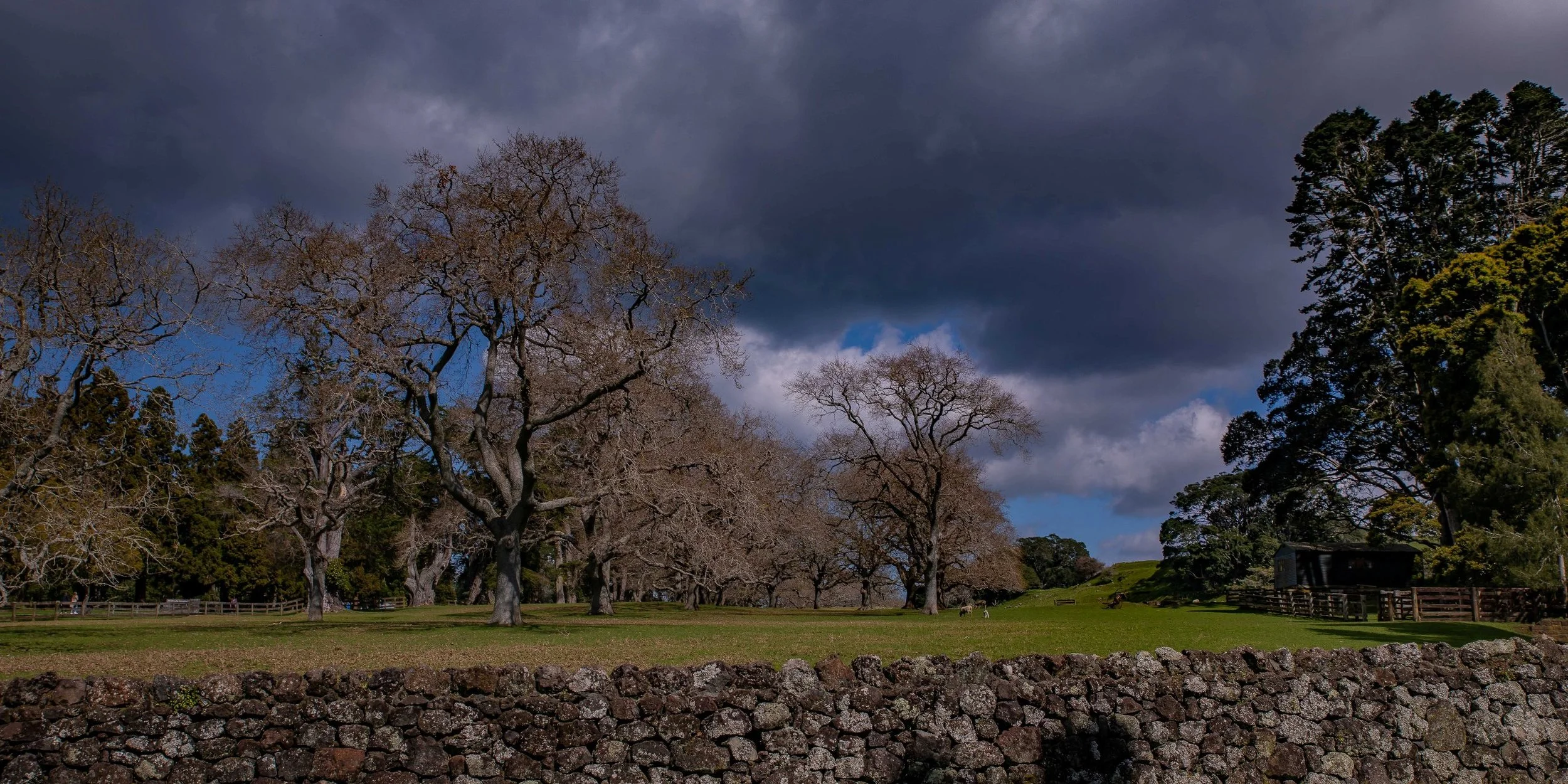 Cornwall Park,-177.JPG