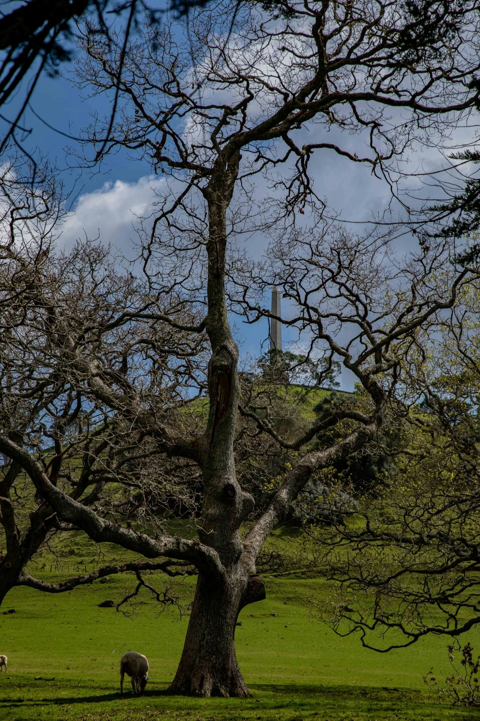 Cornwall Park,-184.JPG