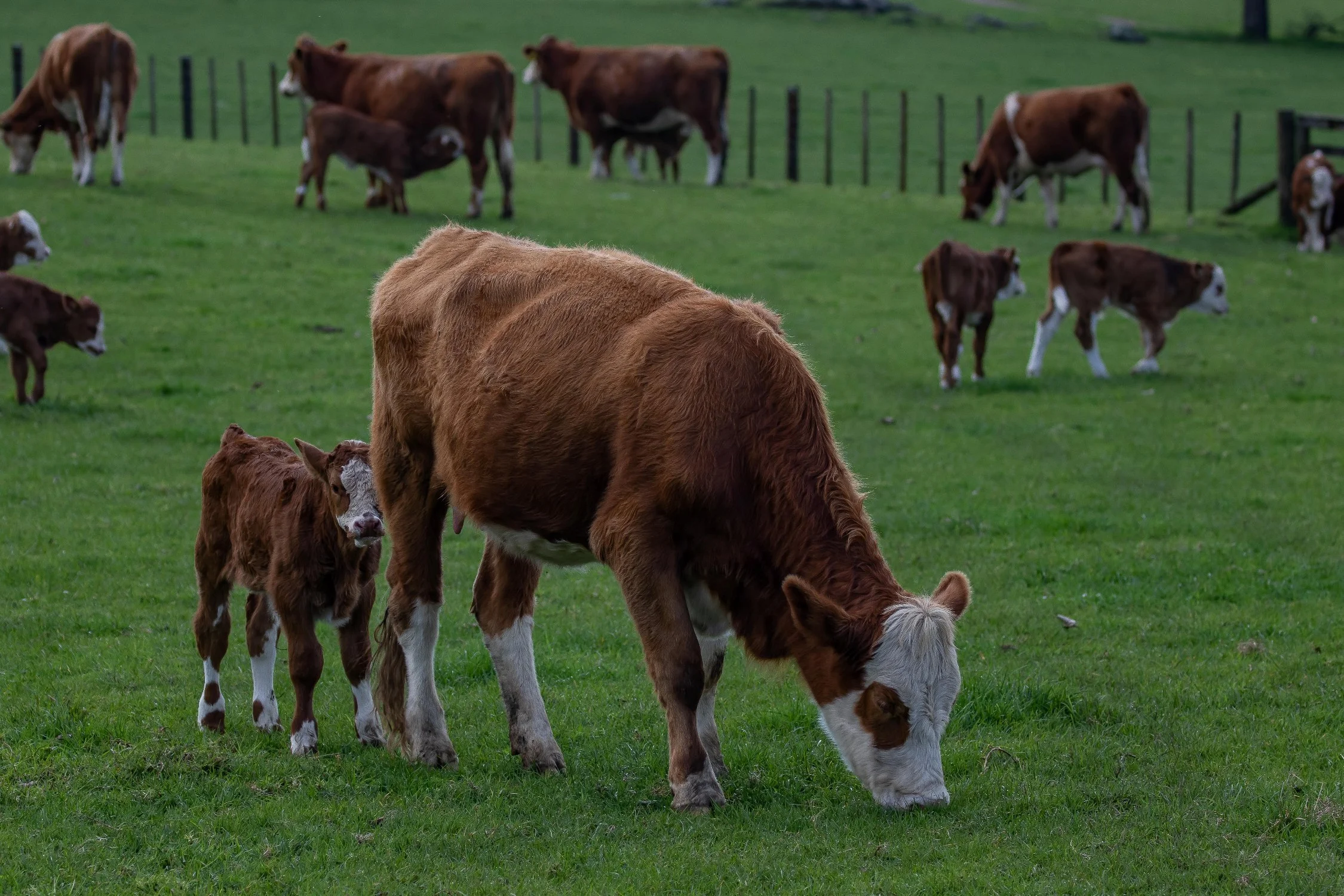 Cornwall Park,-1096.JPG