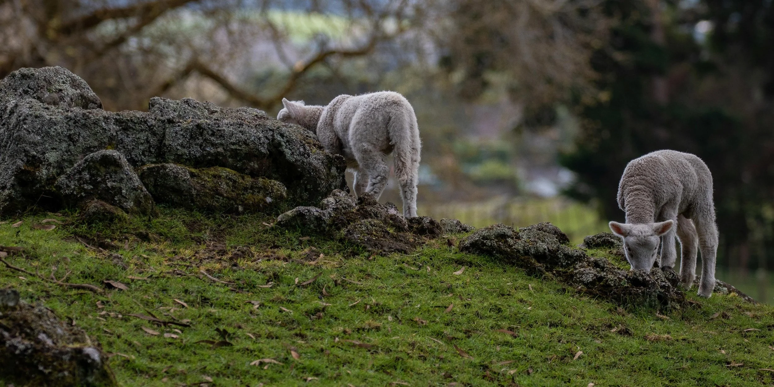 Cornwall Park,-1101.JPG