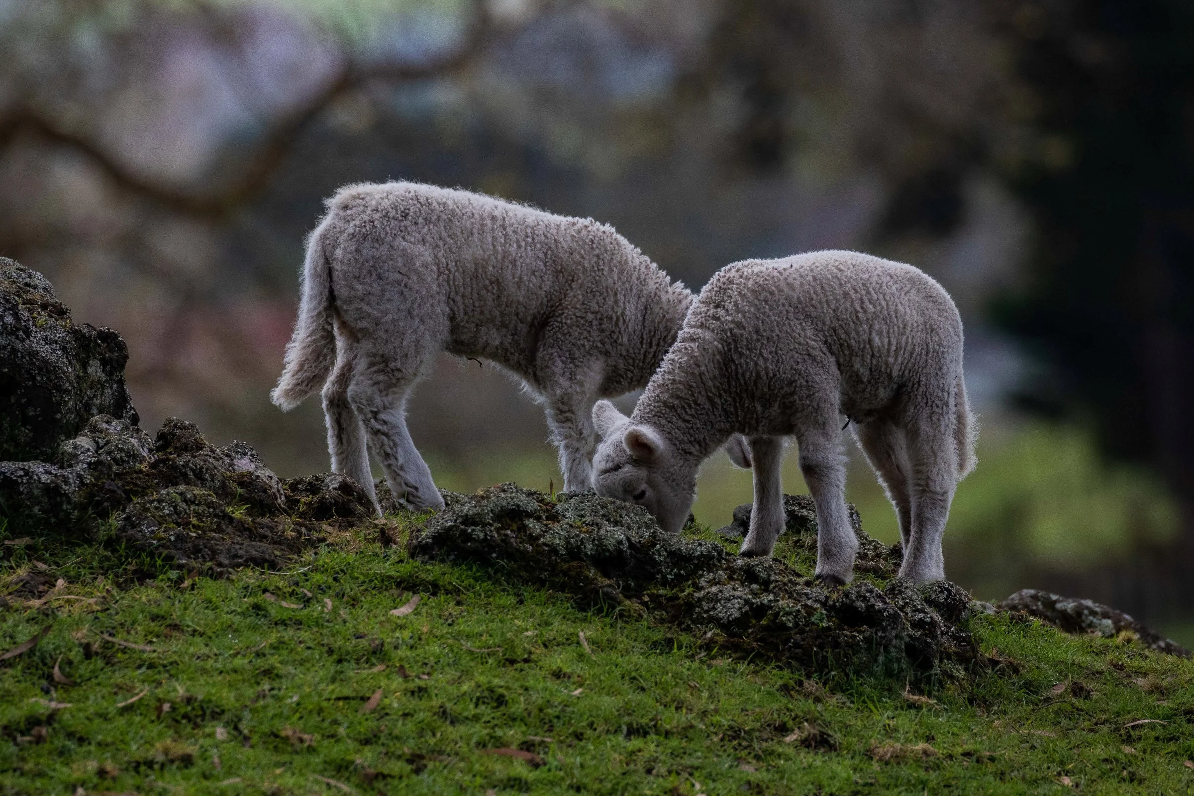 Cornwall Park,-1103.JPG