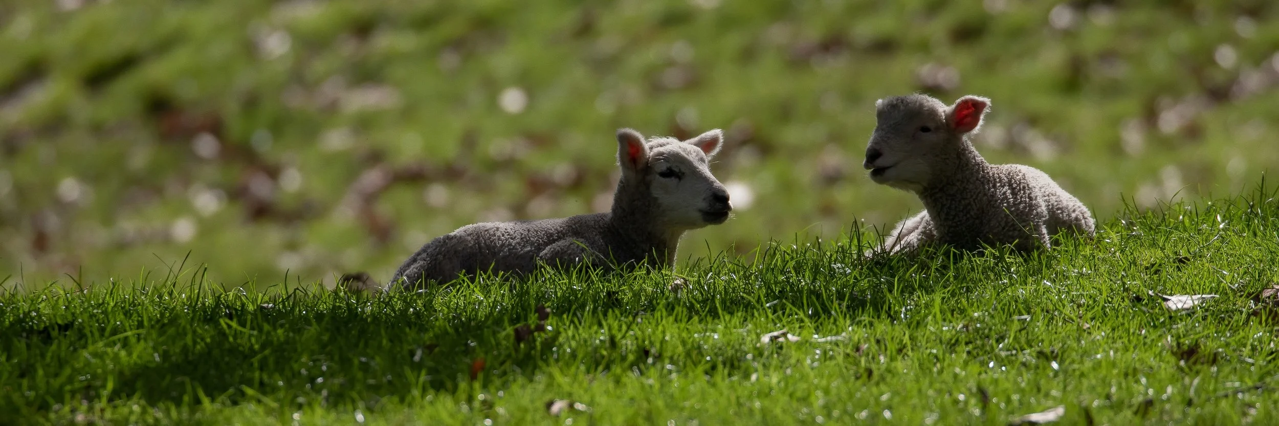 Cornwall Park,-1140.JPG