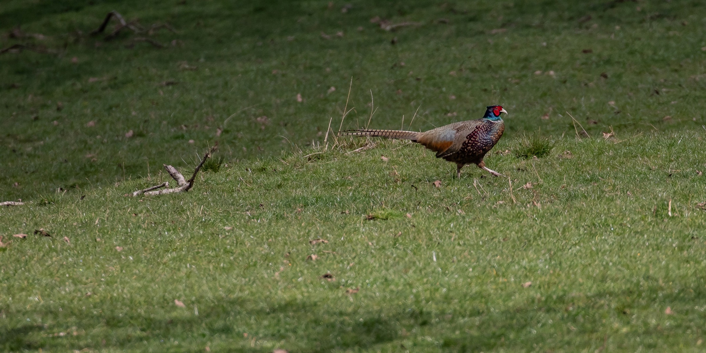 Cornwall Park,Pheasant,-1119.JPG