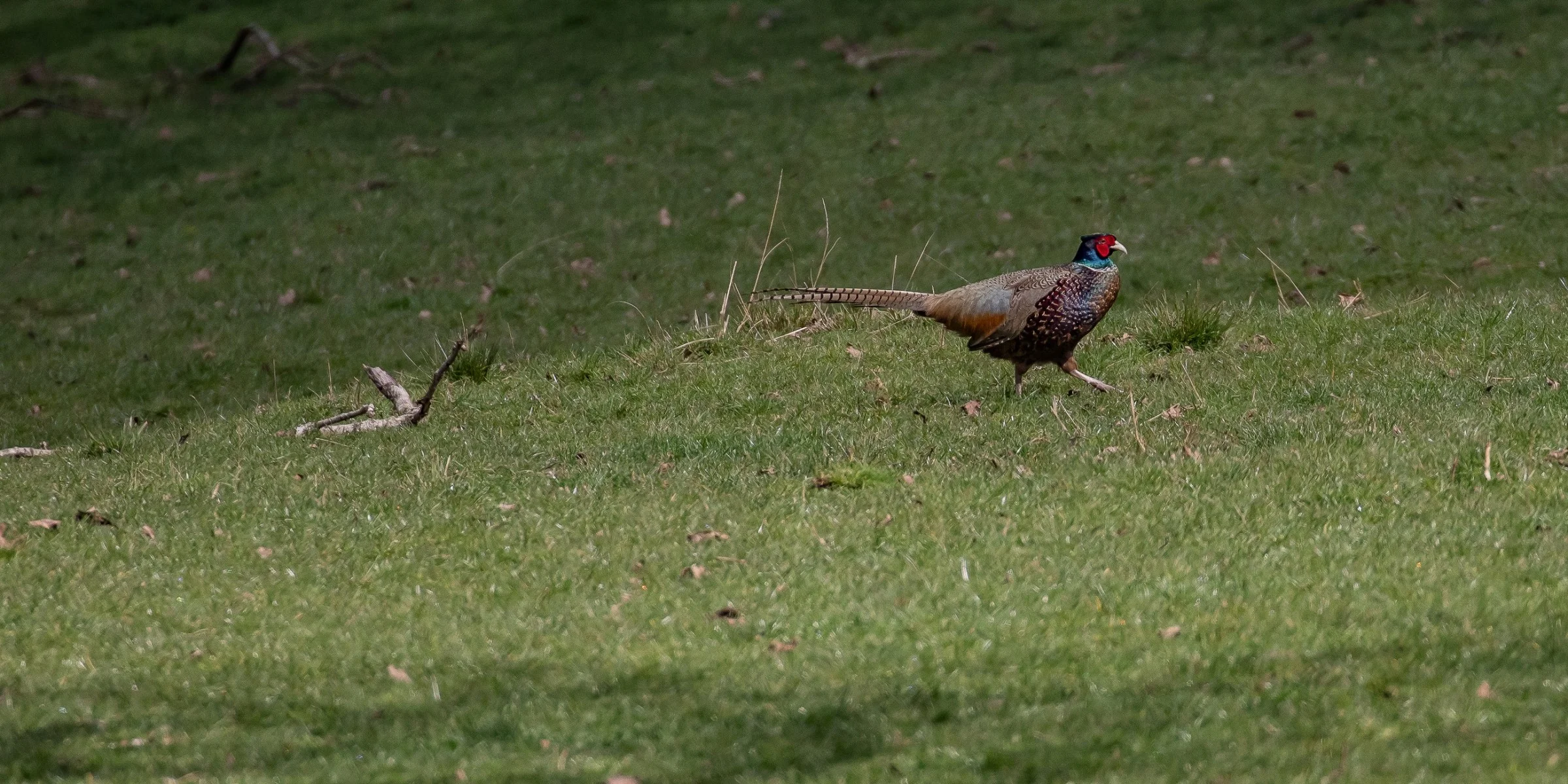 Cornwall Park,Pheasant,-1119.JPG