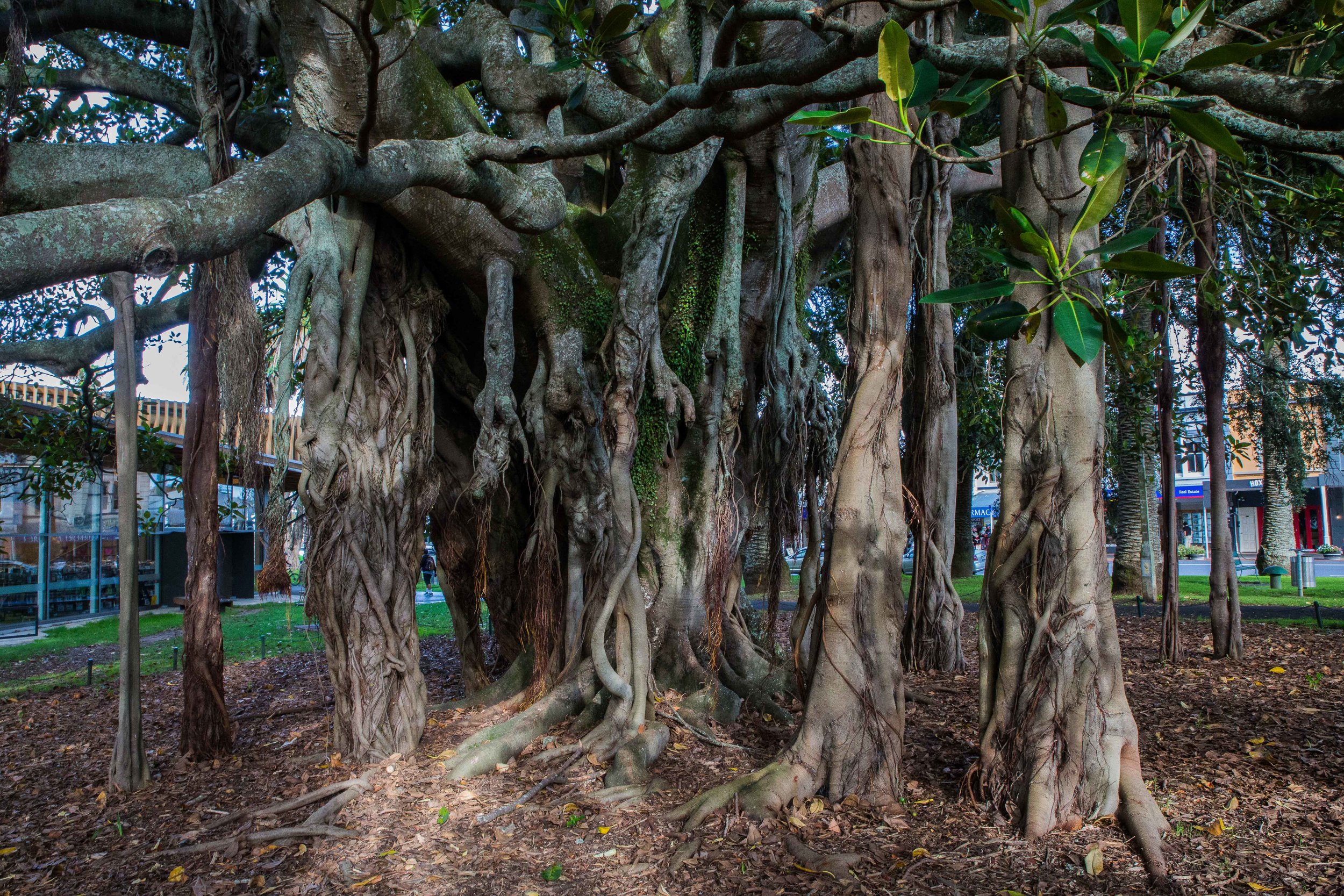 Devonport,Fig Tree,-4722.JPG