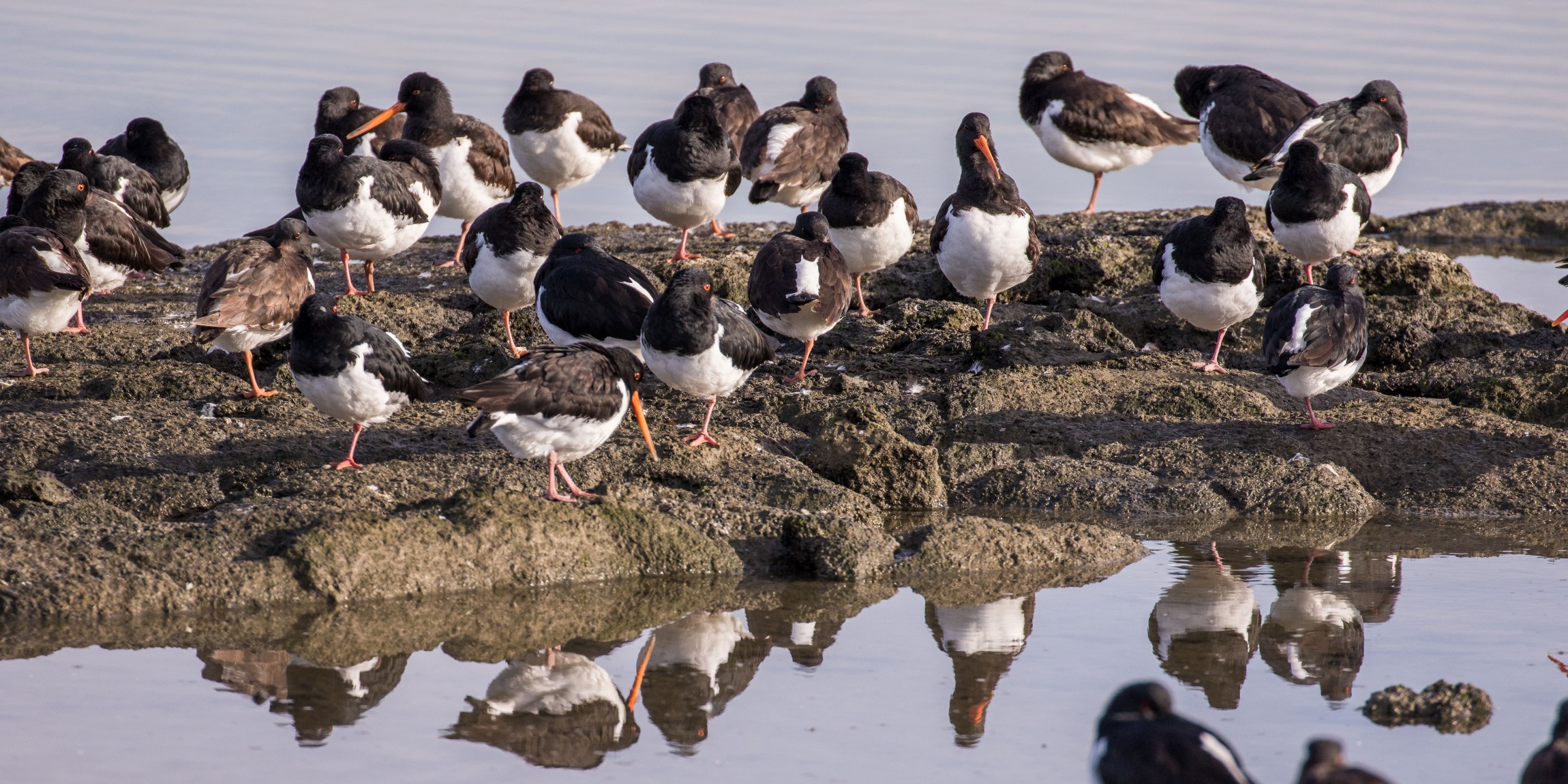 Mangere Bridge,-4468.JPG